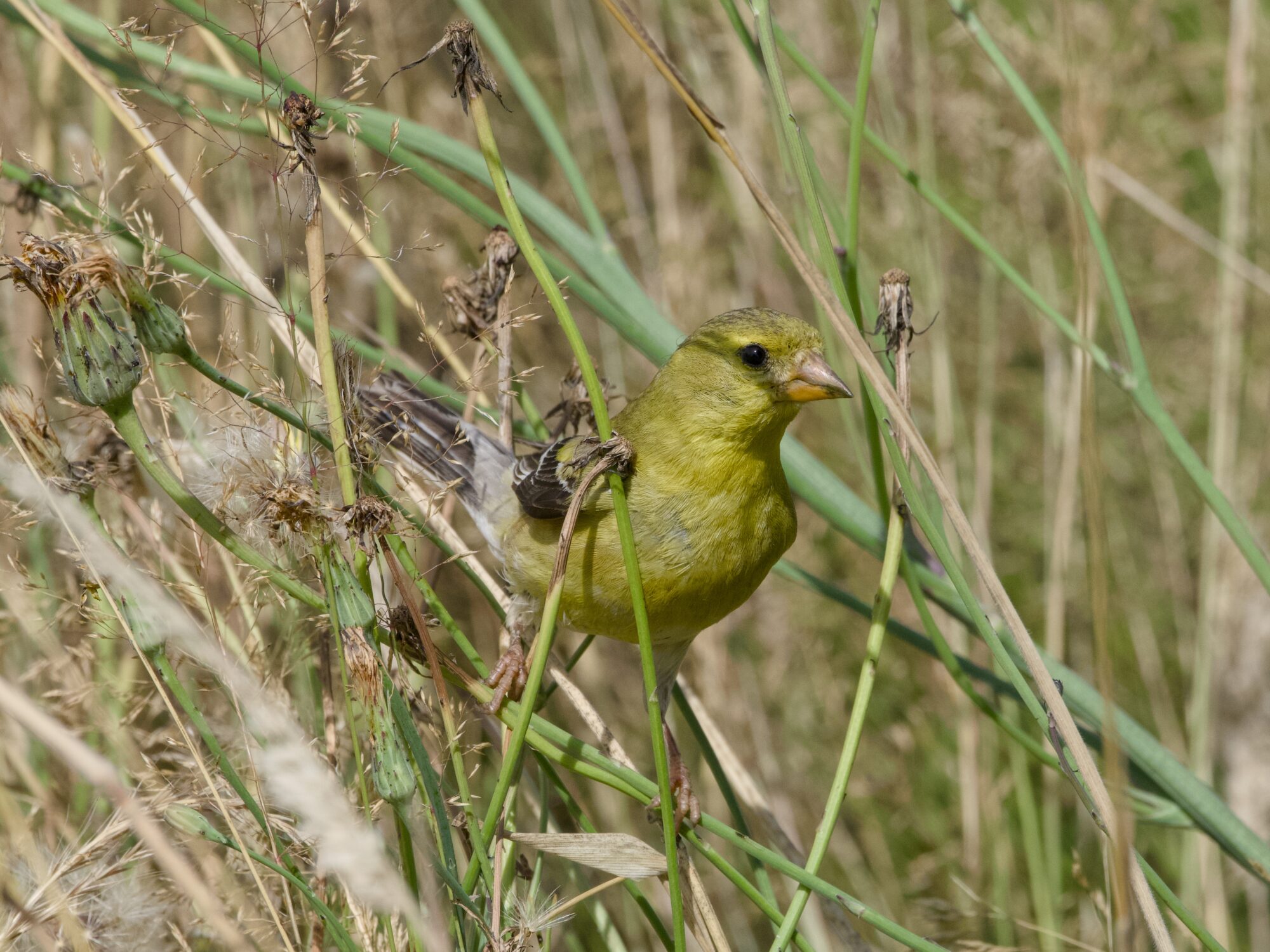A female American Goldfinch sitting on a tall grass, amongst other grasses