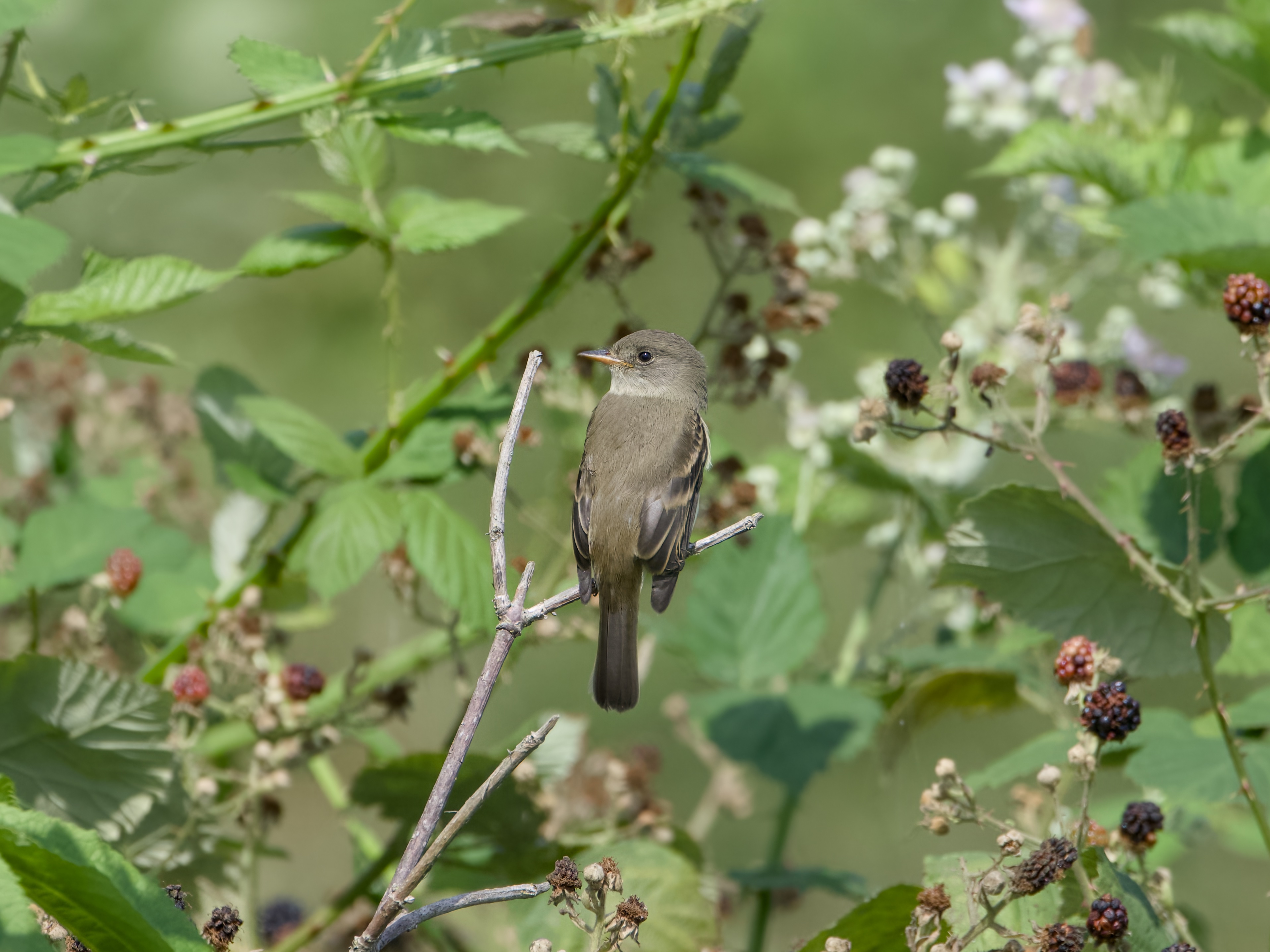 A Willow Flycatcher on a branch, surrounded by greenery