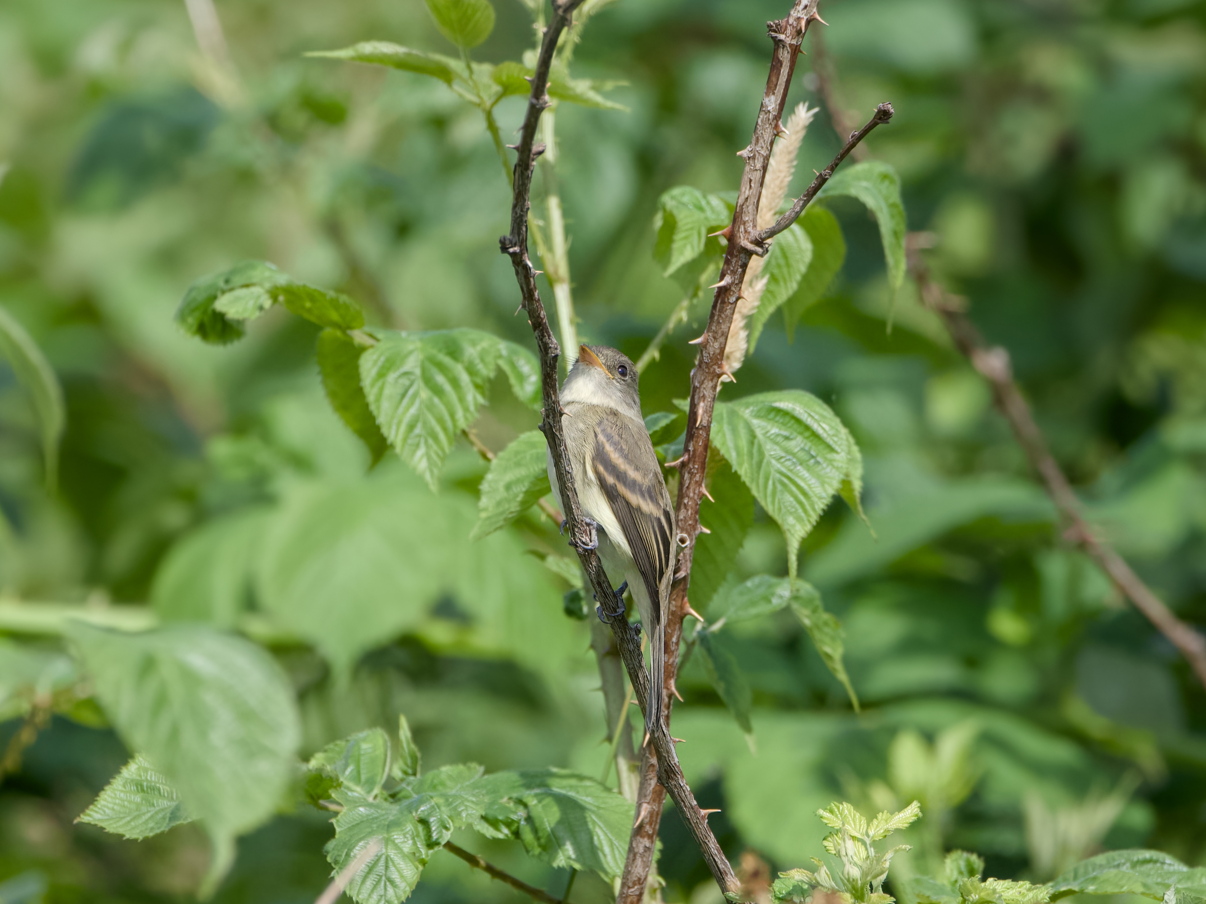 A Willow Flycatcher on a branch, surrounded by greenery