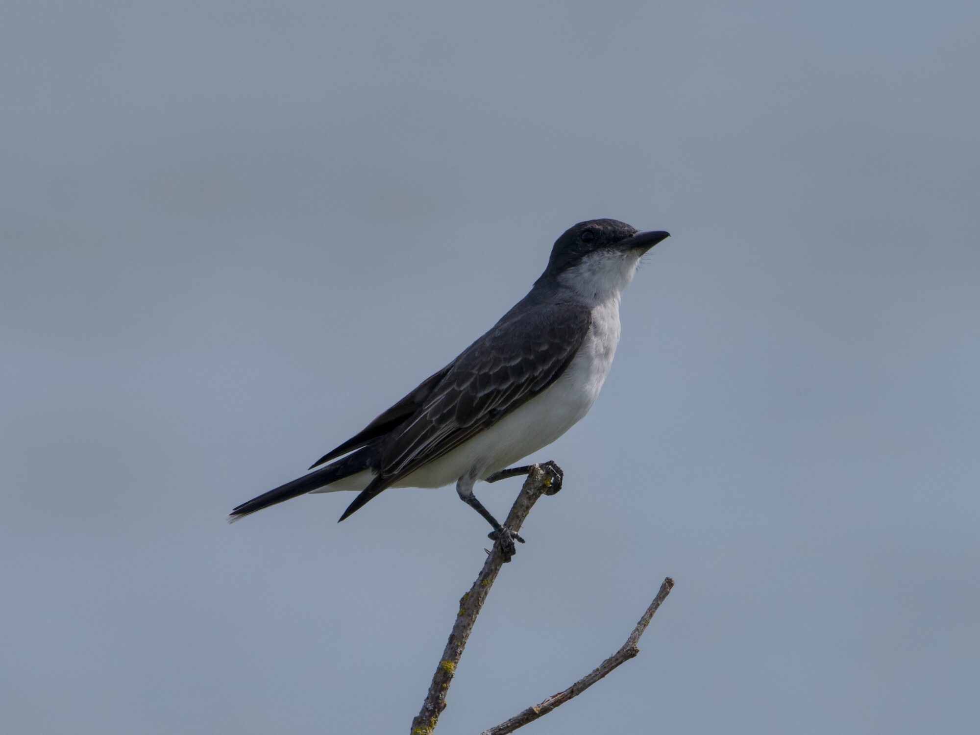An Eastern Kingbird on a branch, seen in profile