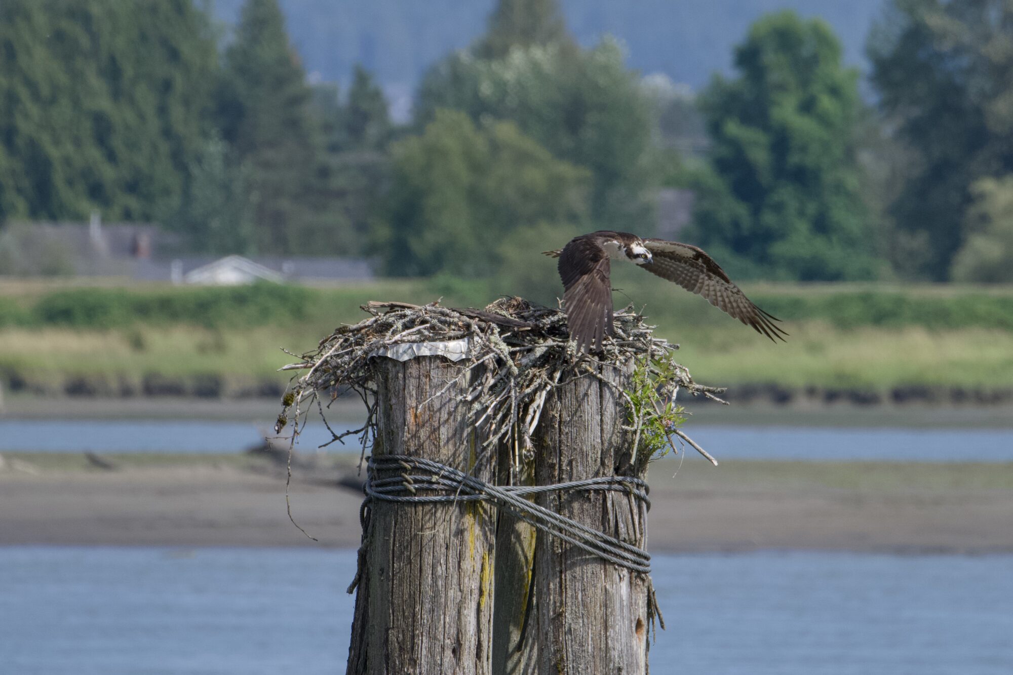 An Osprey is leaving its nest