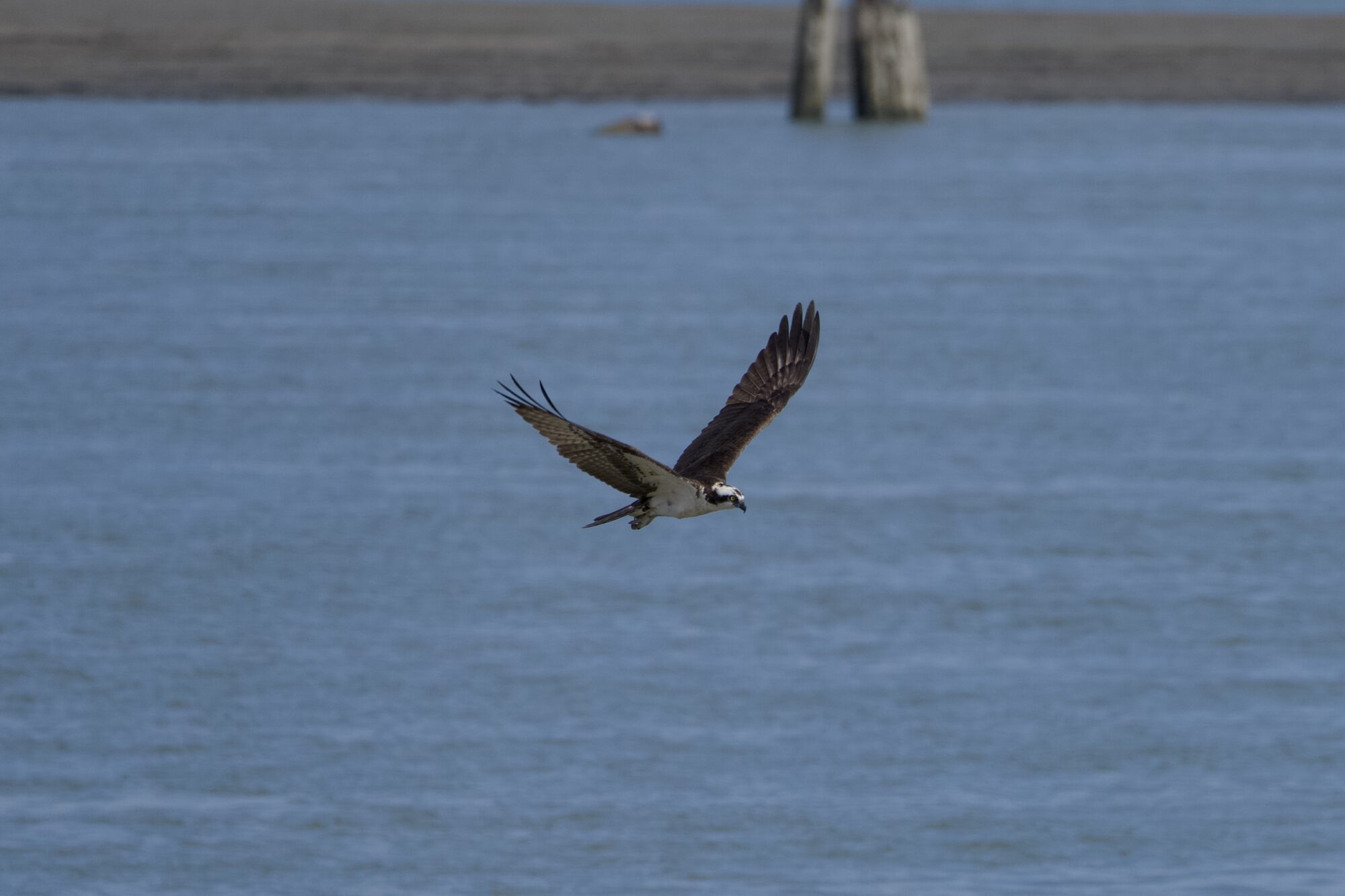 An Osprey flying low over the water