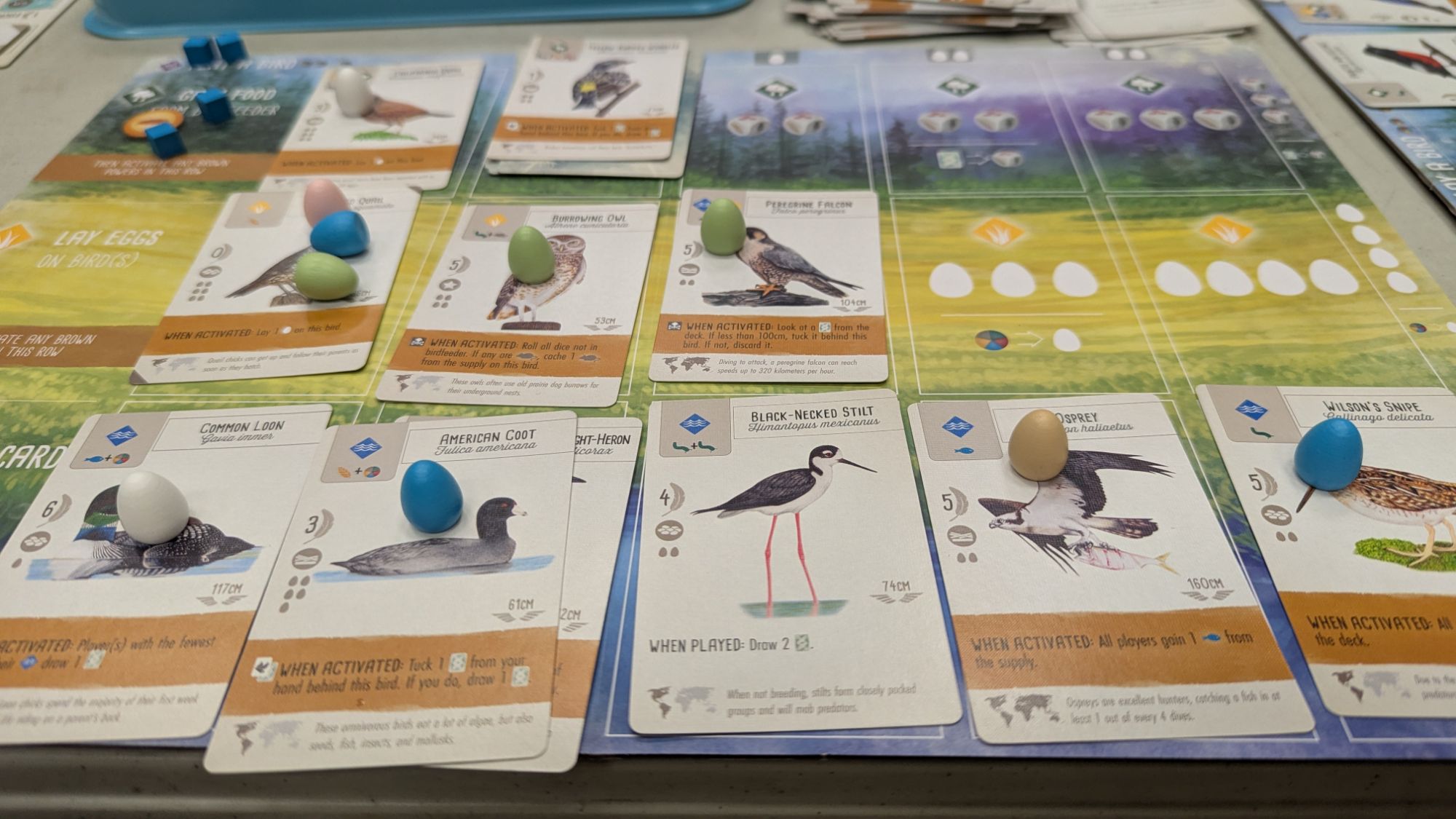 A closeup shot of a Wingspan board, with bird cards and little pastel eggs