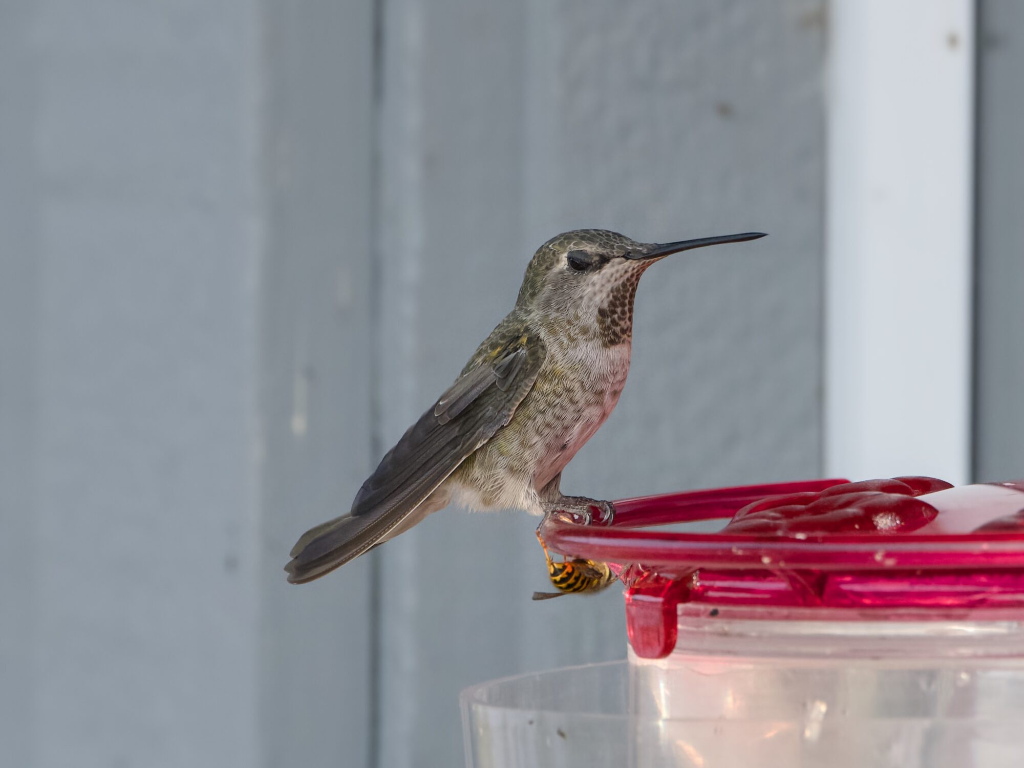 A female Anna's Hummingbird sitting on a feeder