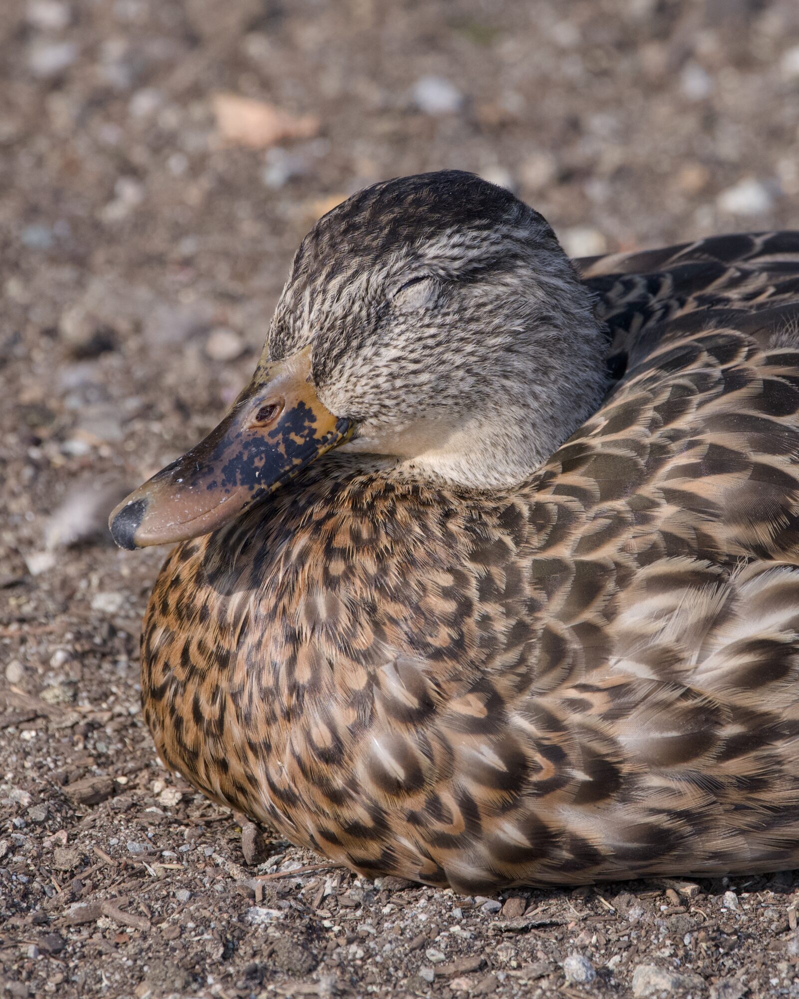 A female Mallard snoozing on the ground