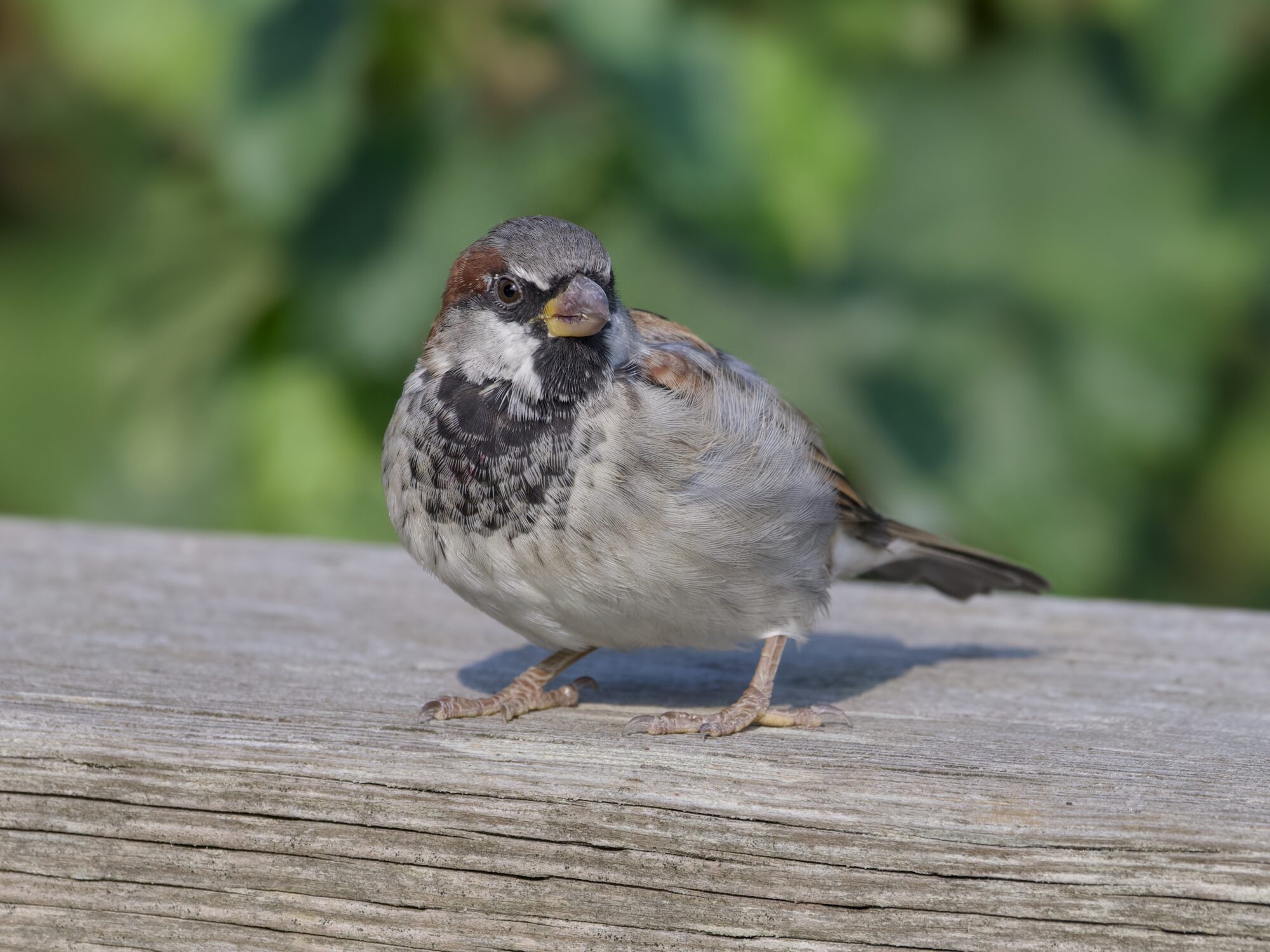 A male House Sparrow on a wooden fence