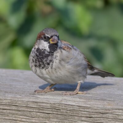 A male House Sparrow on a wooden fence