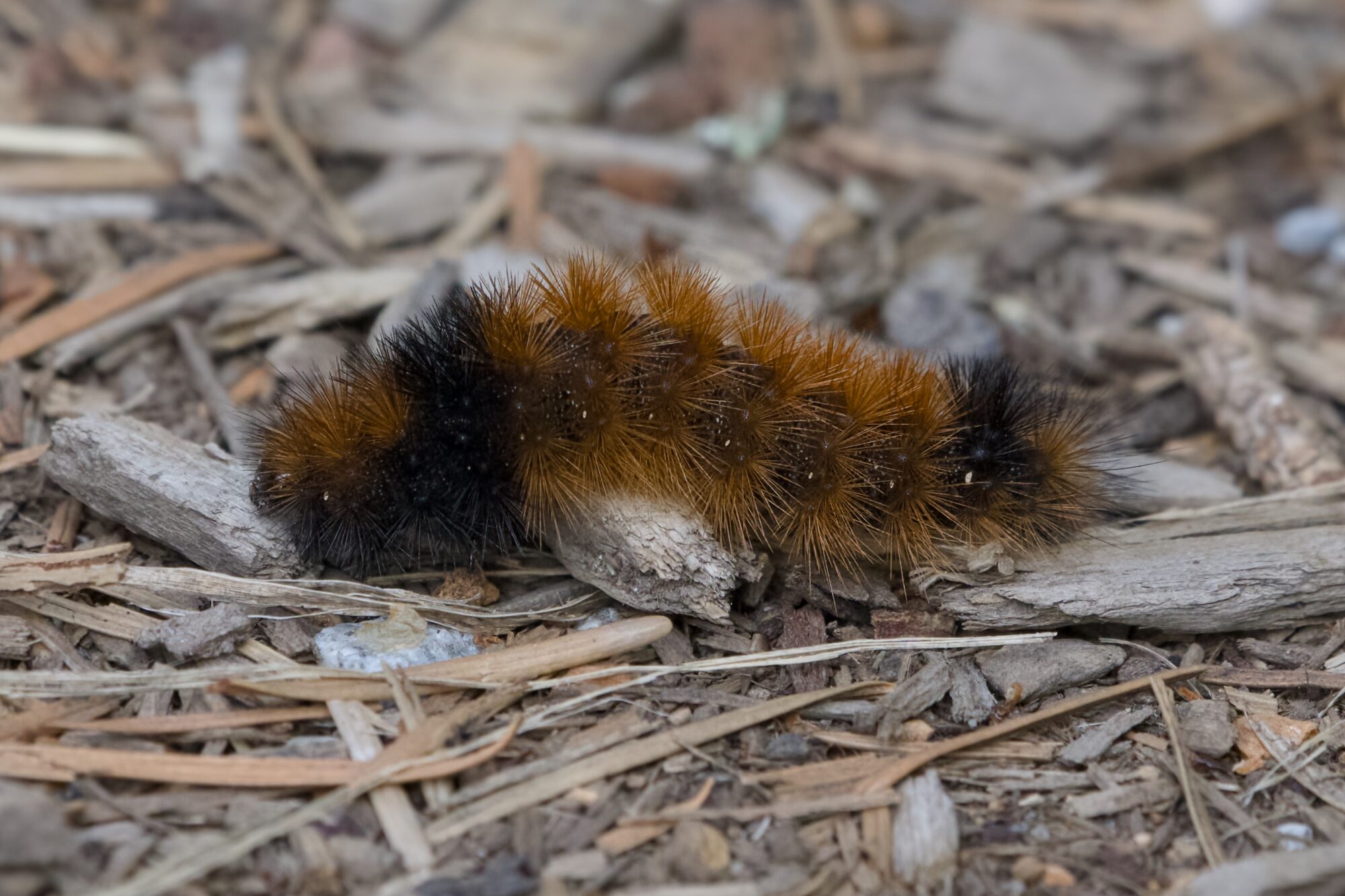A wooly bear caterpillar
