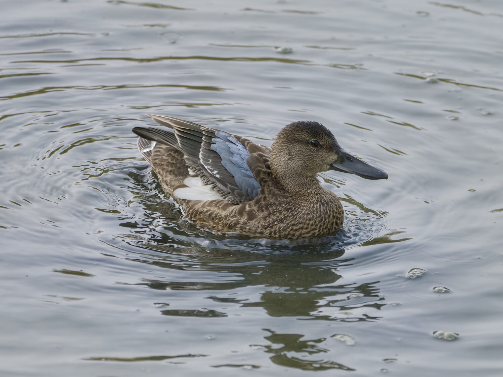 A Blue-winged Teal, with its dusty blue wing patch visible, is swimming along