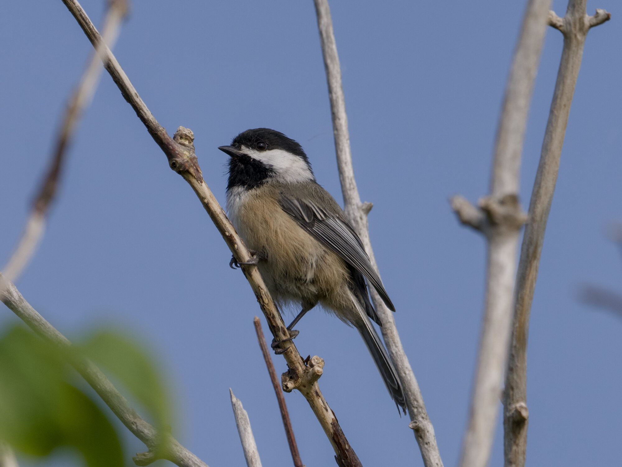 A Black-capped Chickadee is up in a tree