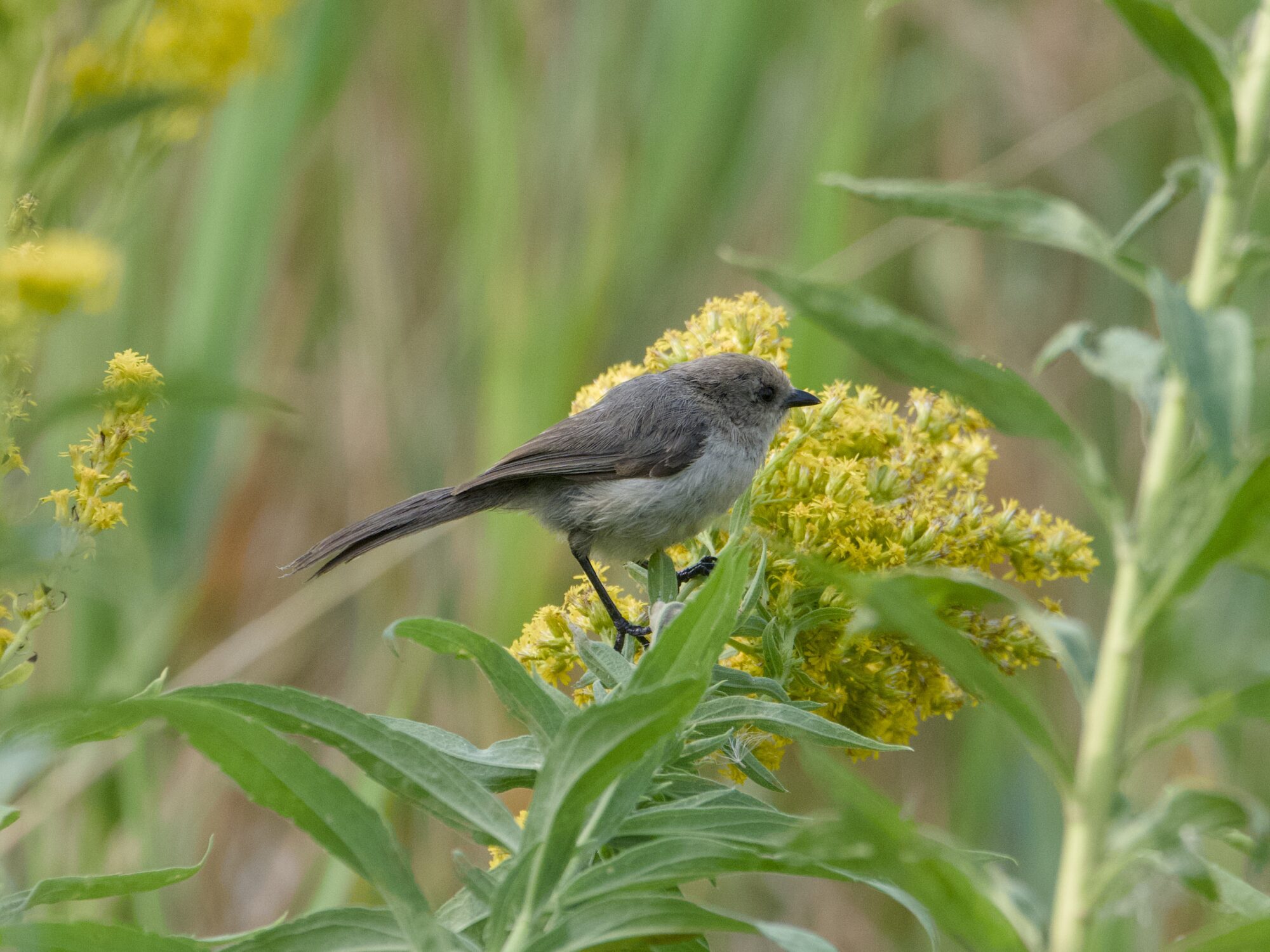 An American Bushtit next to a clump of yellow flowers