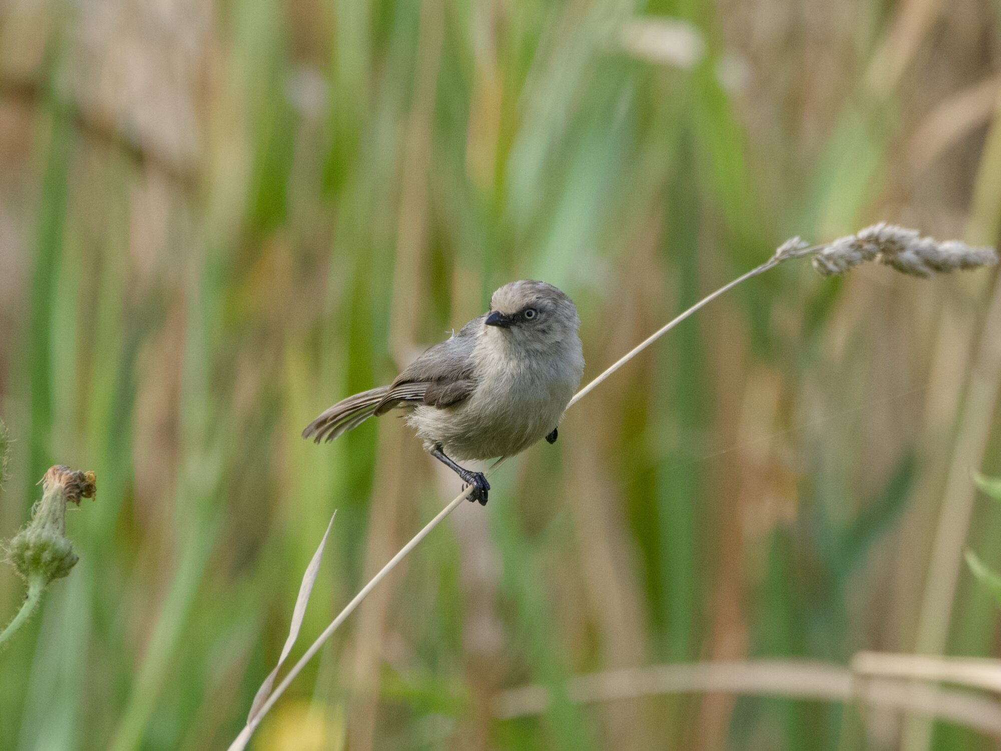 An American Bushtit on a bare twig, with green reeds in the background
