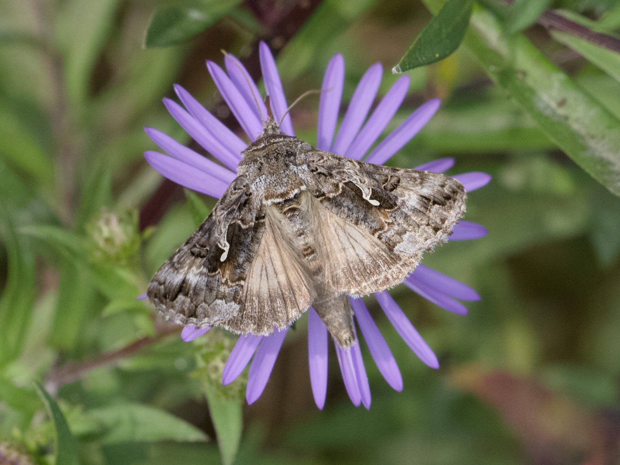 a patterned grey moth on a violet flower