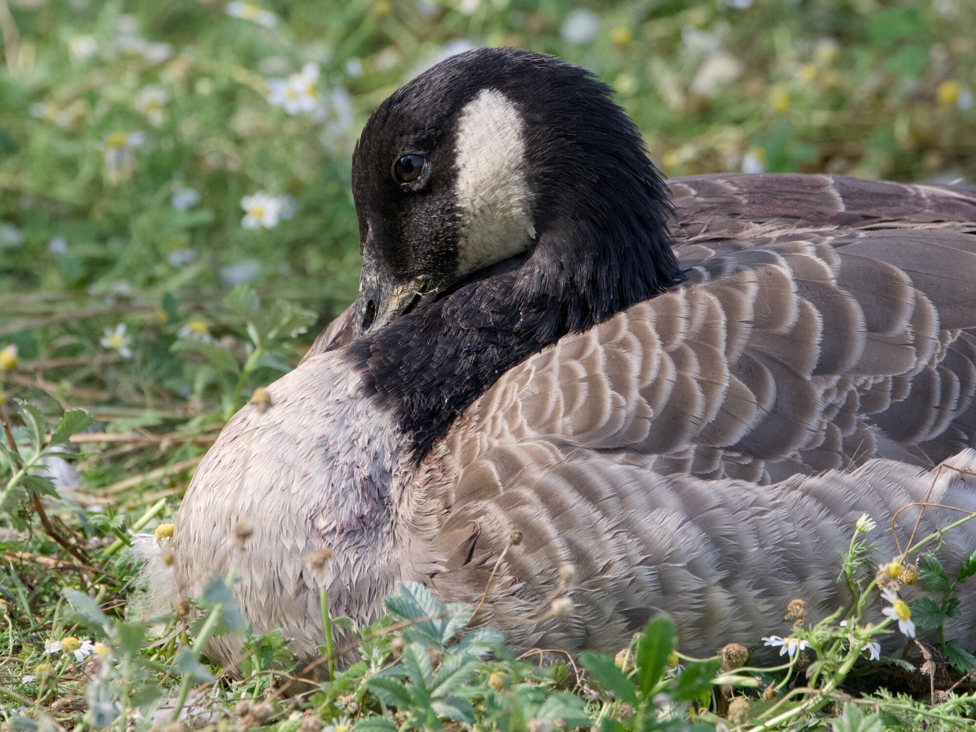A Canada Goose is sitting in the grass, with its head resting down against its neck