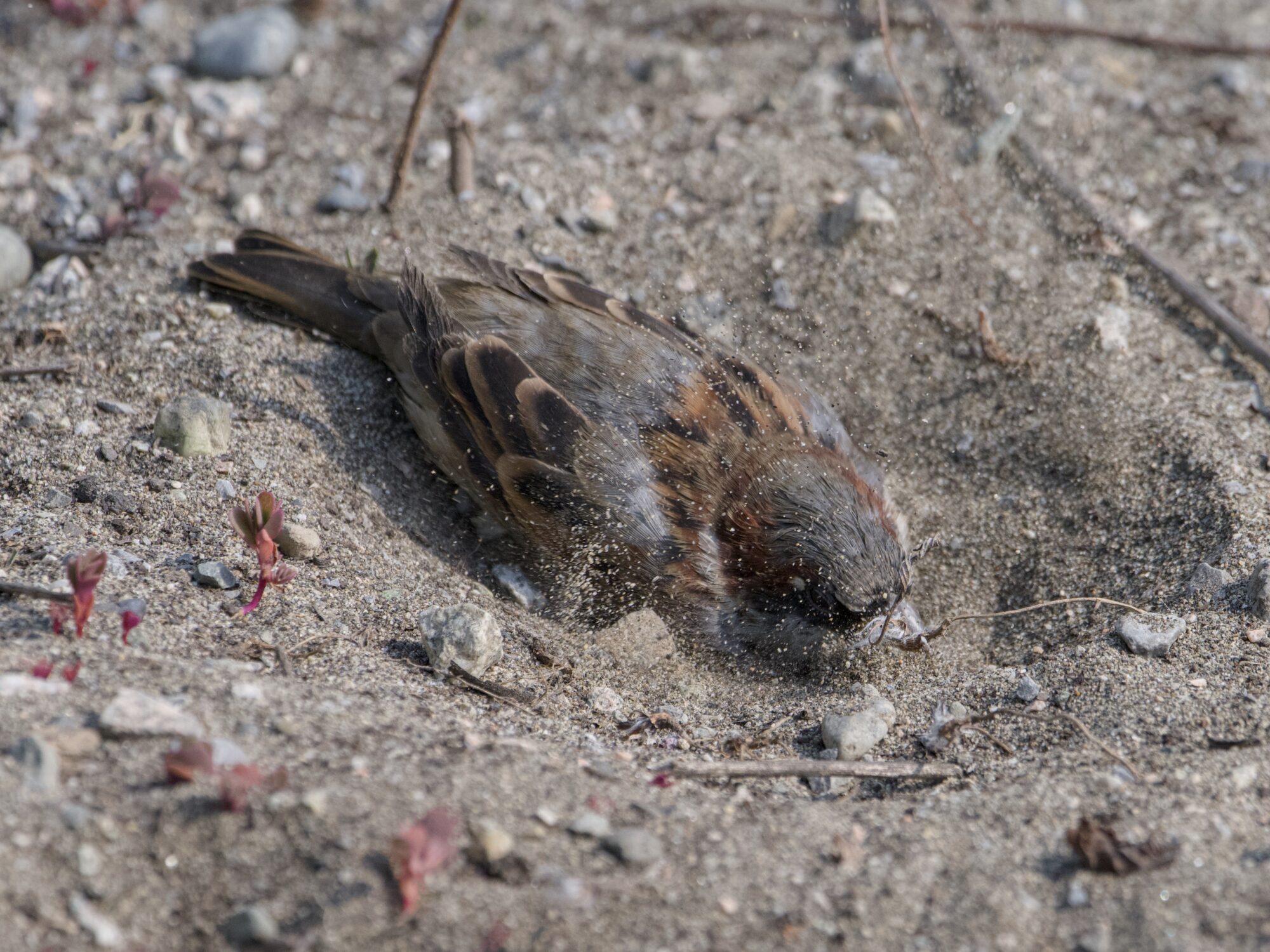 A House Sparrow having a dust bath