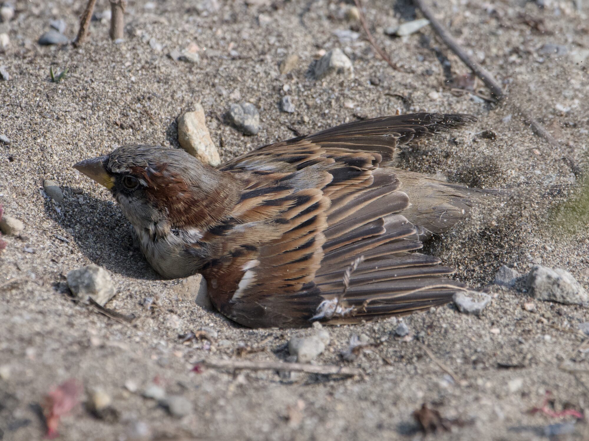 A House Sparrow having a dust bath