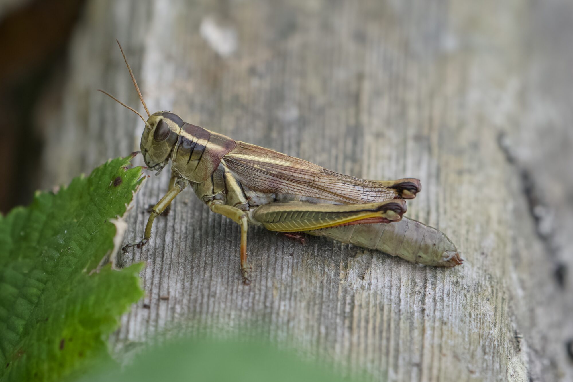 A grasshopper ona log