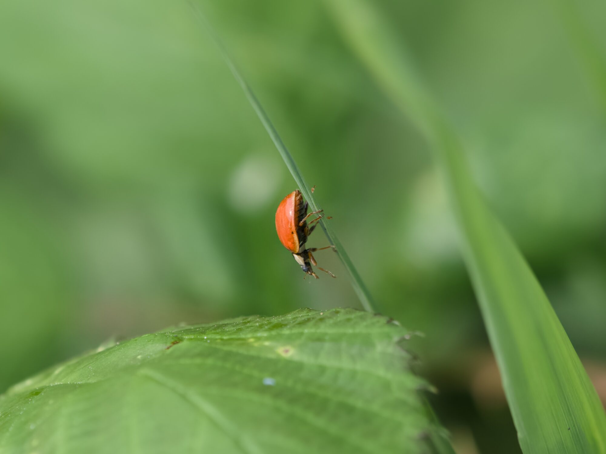 A ladybeetle over a leaf