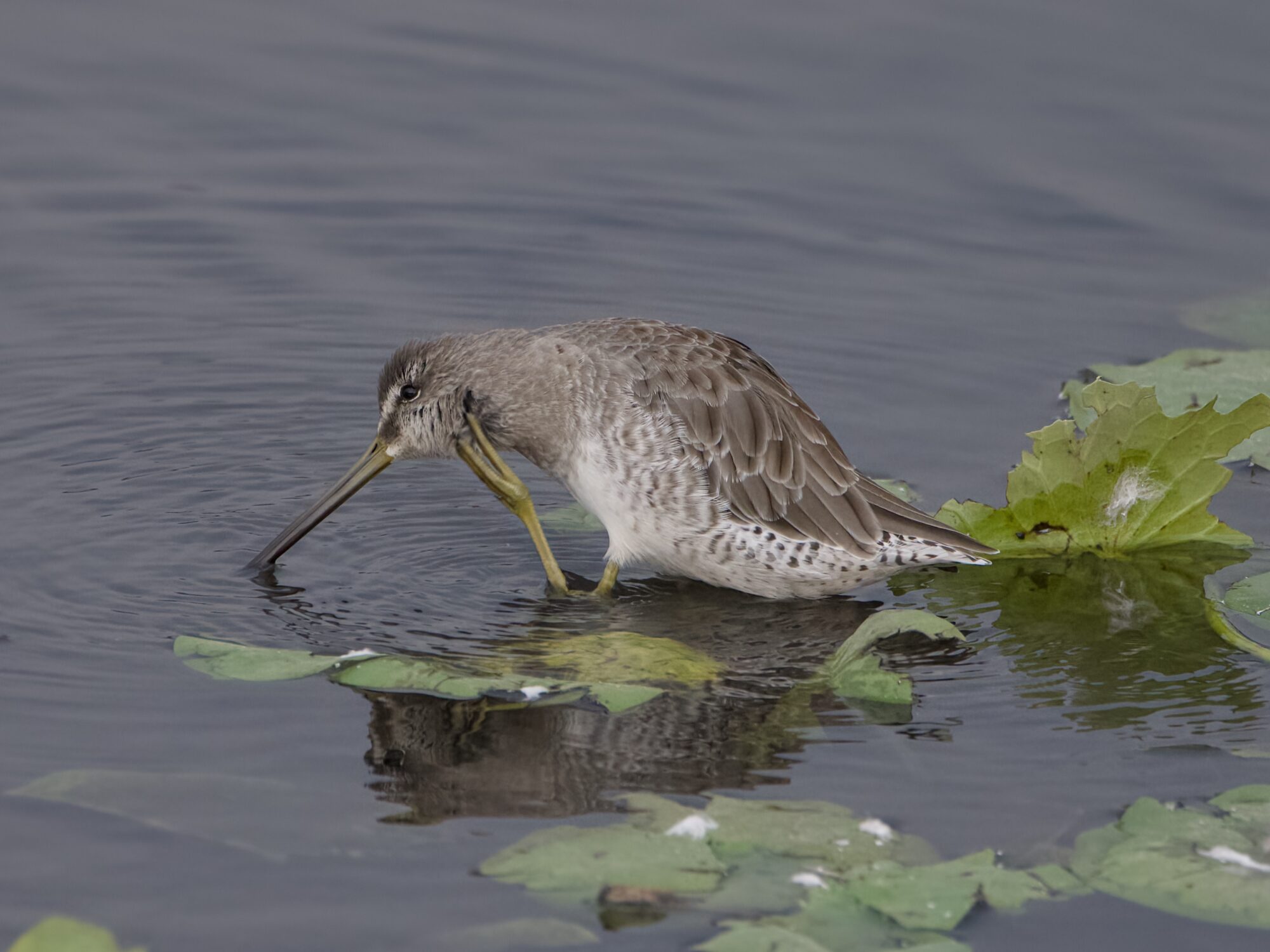 A Long-billed Dowitcher is in shallow water and scrtching itself