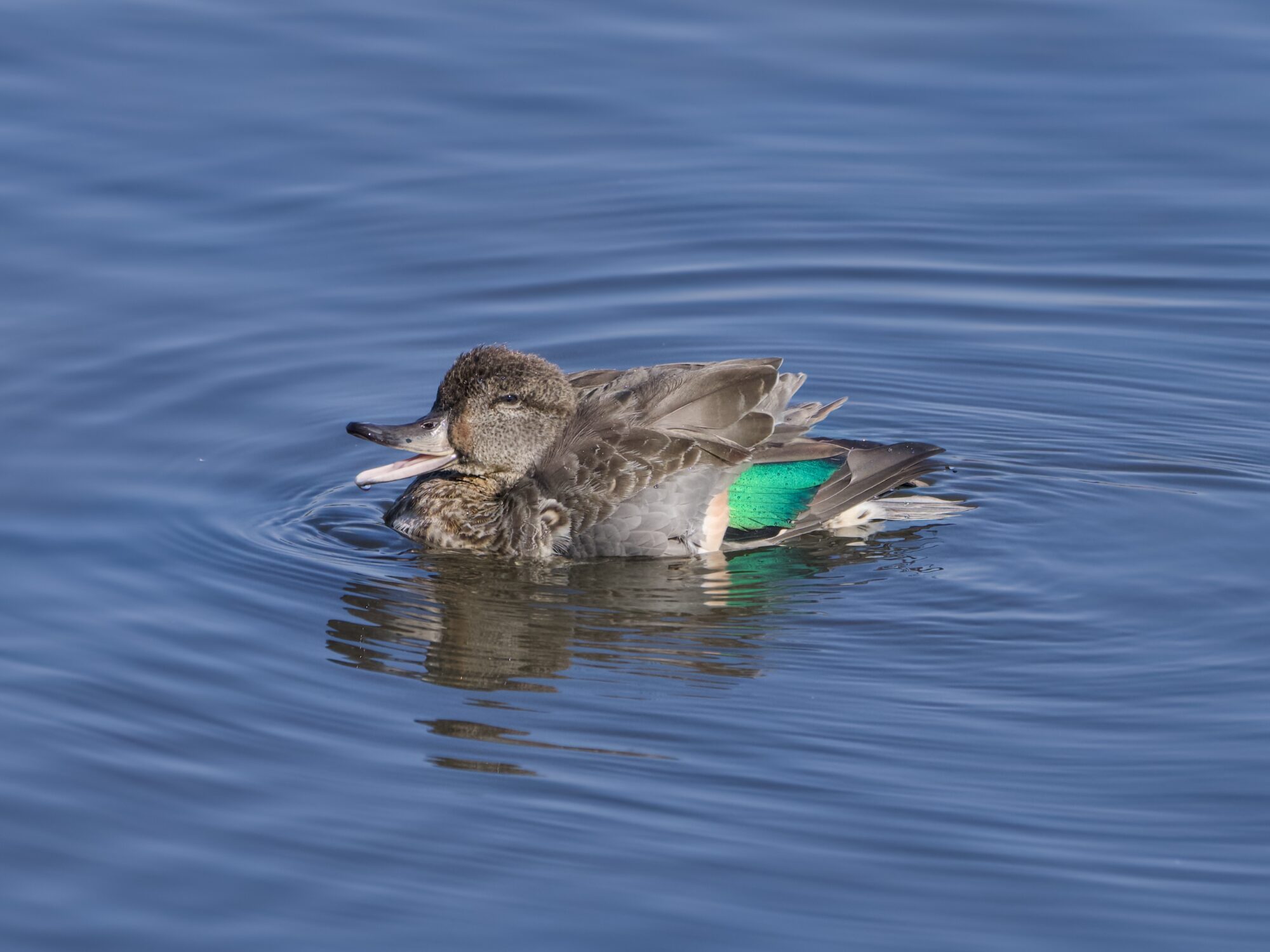 A female Green-winged Teal is swimming along