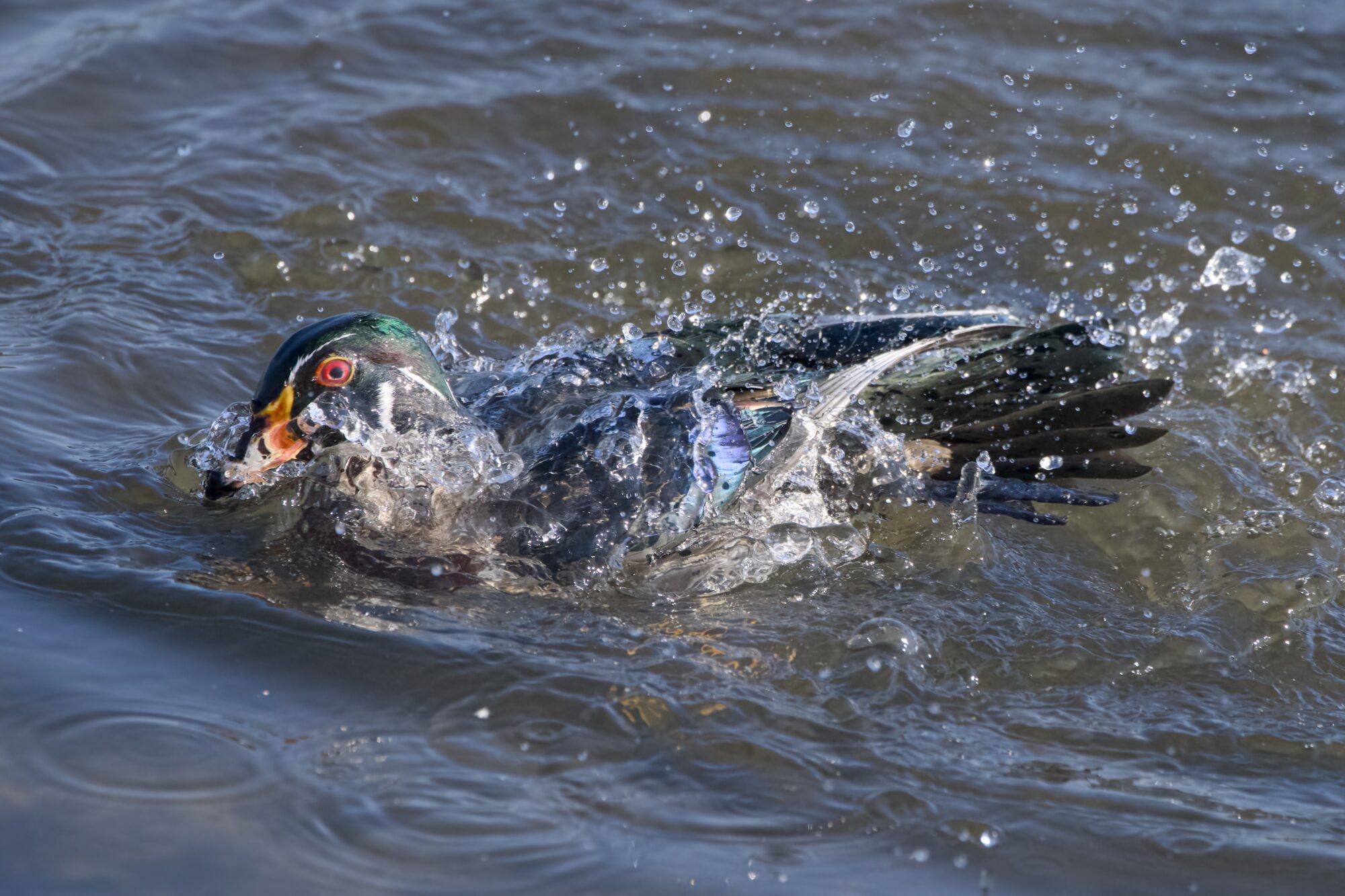 A male Wood Duck is on the water and splashing about