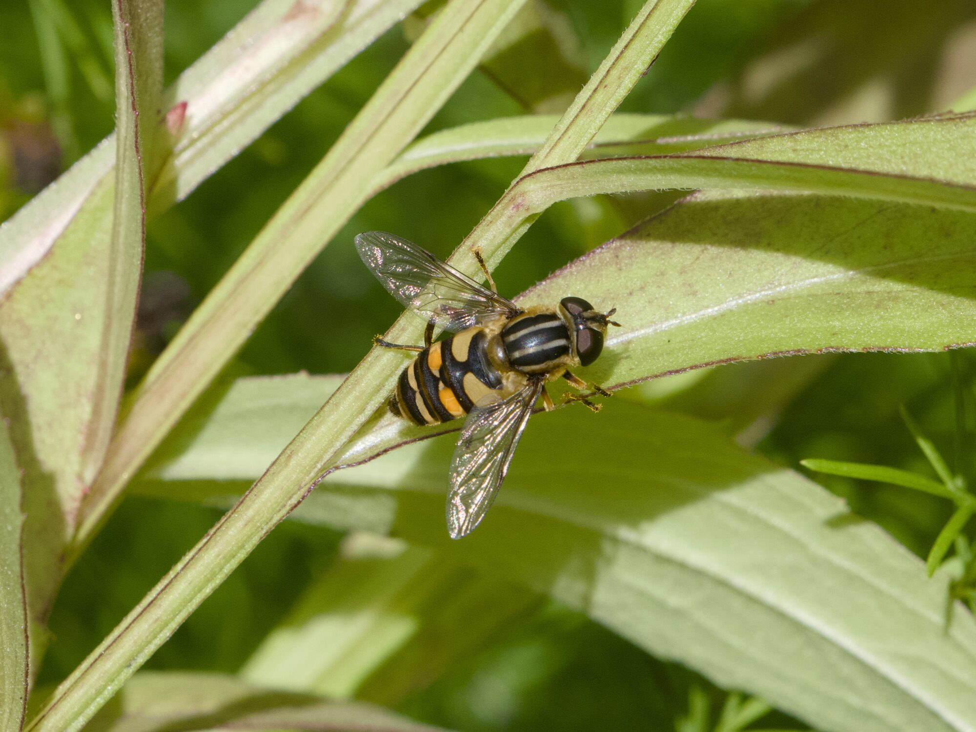 A hoverfly on a big blade of grass
