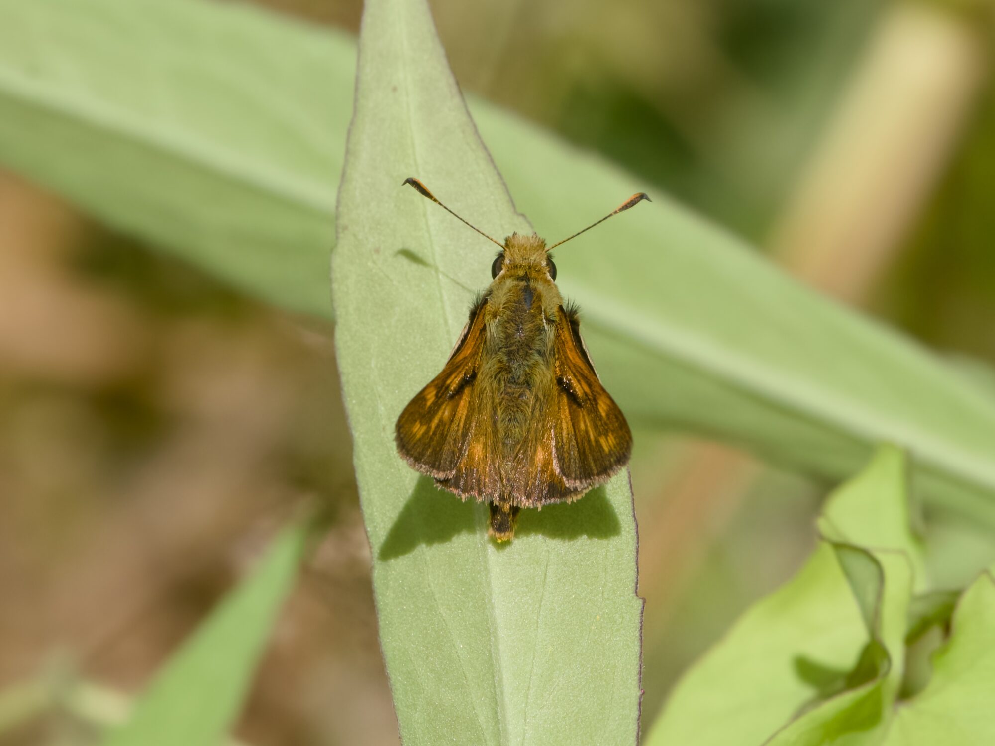 A woodland skipper butterfly on a blade of grass. Seen from above, wings partly folded