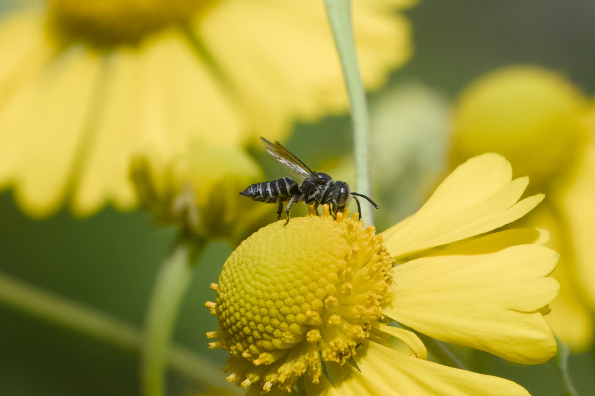 A little mostly-black wasp pollinating a big yellow flower