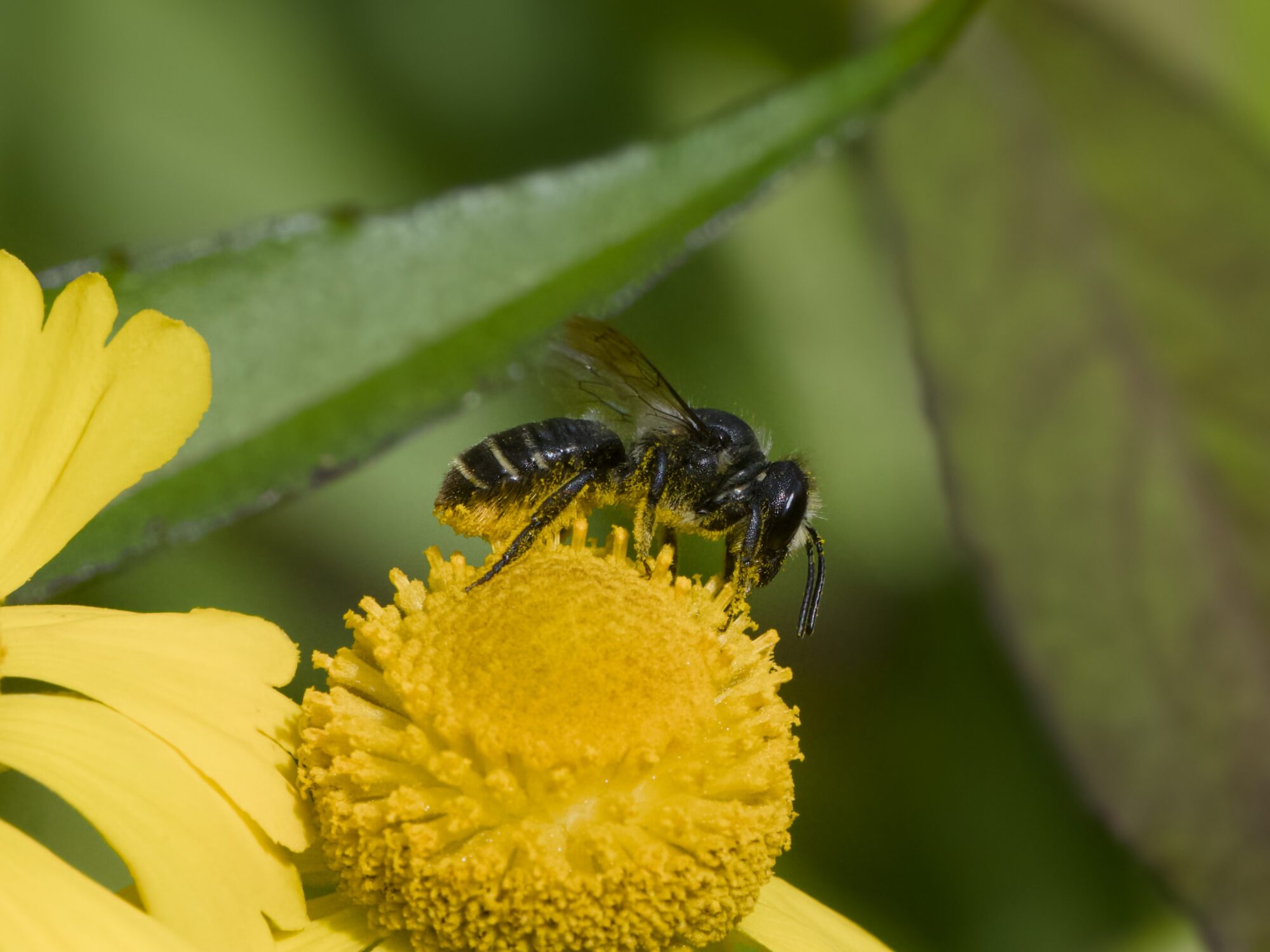 A wasp with black body but bright yellow underside on a big yellow flower