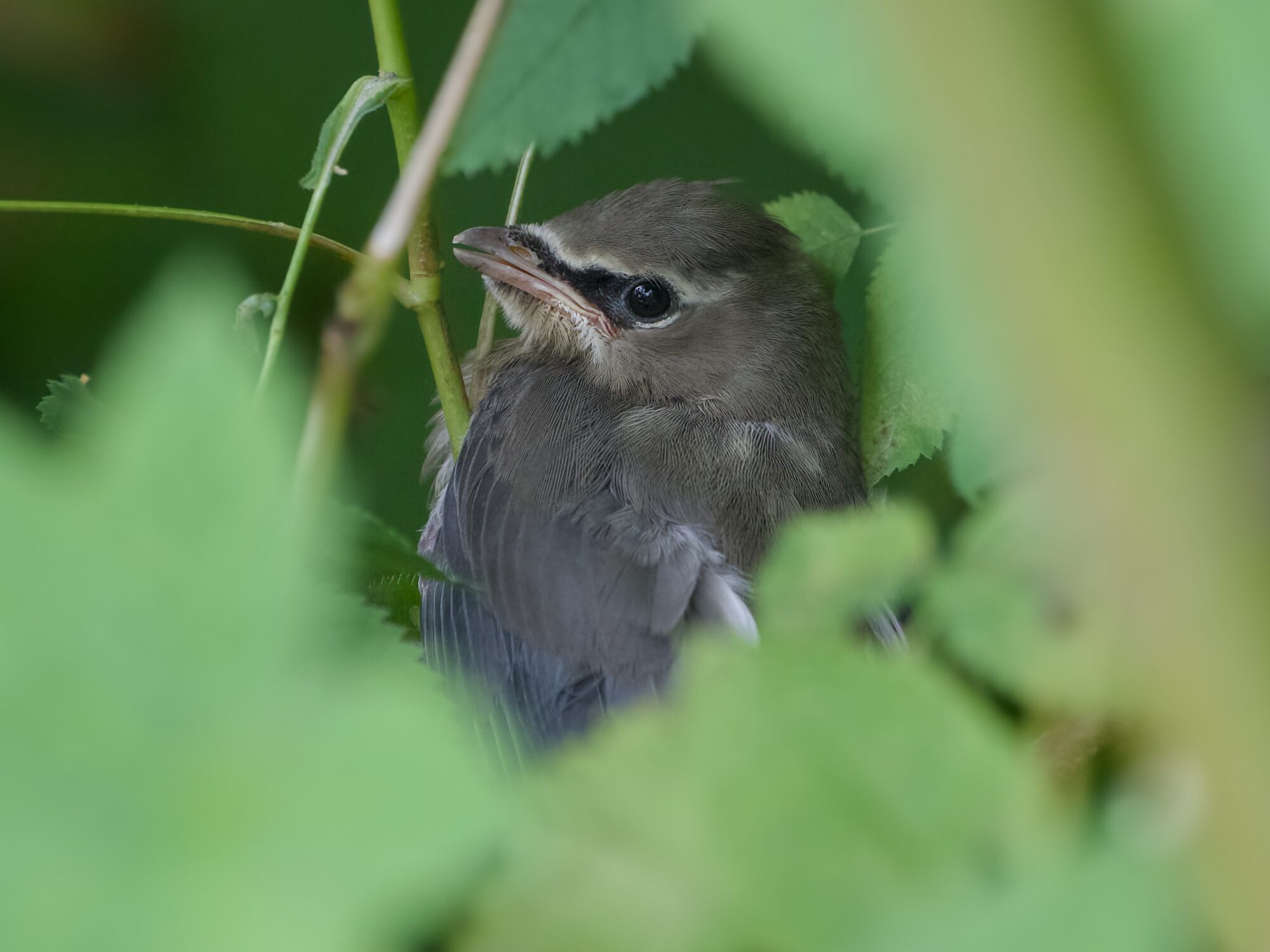 An immature Cedar Waxwing hiding in foliage