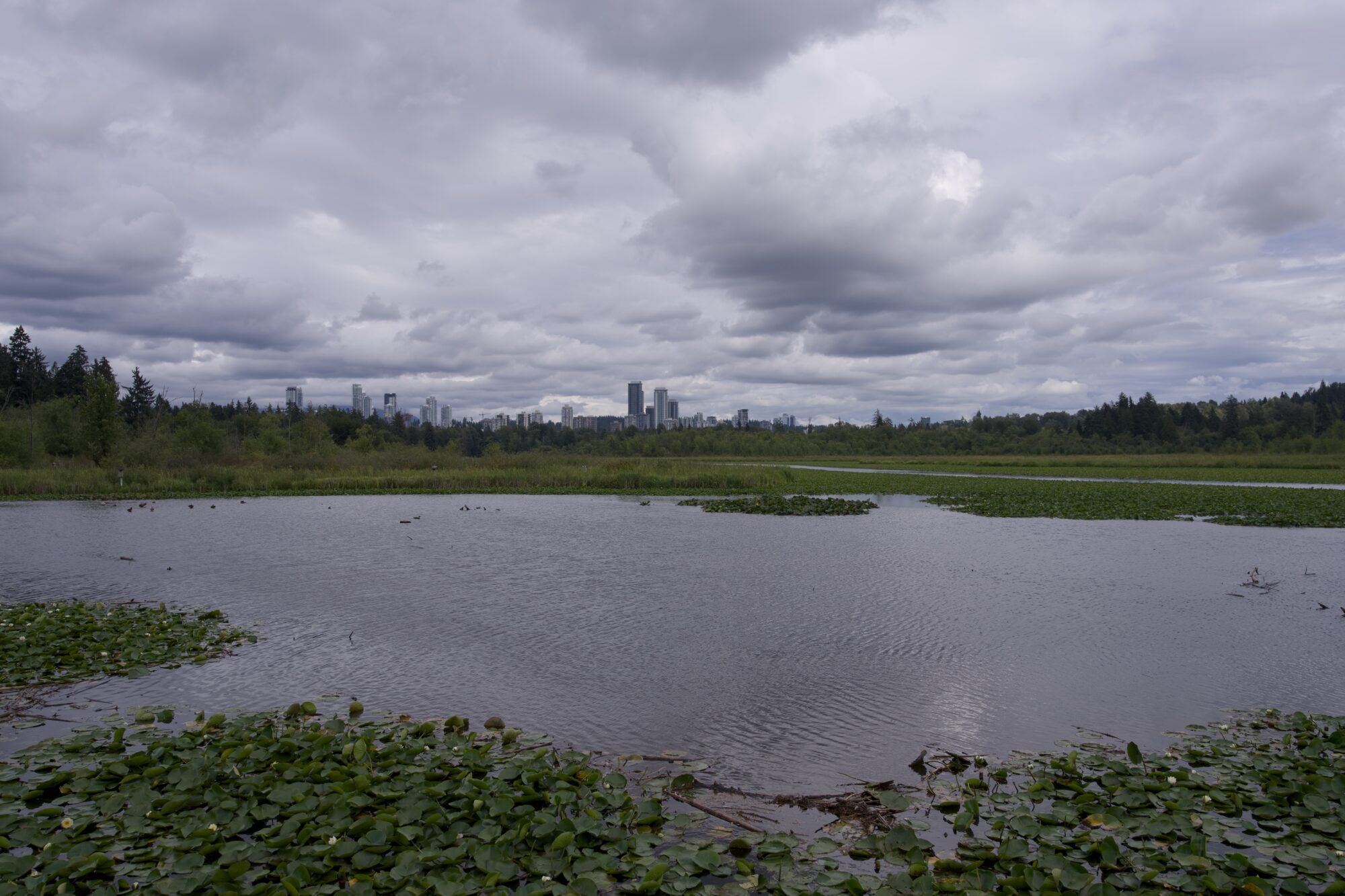 Burnaby Lake looking west, under a somewhat overcast sky. There are a lot of lilypads around, and towers in the distance