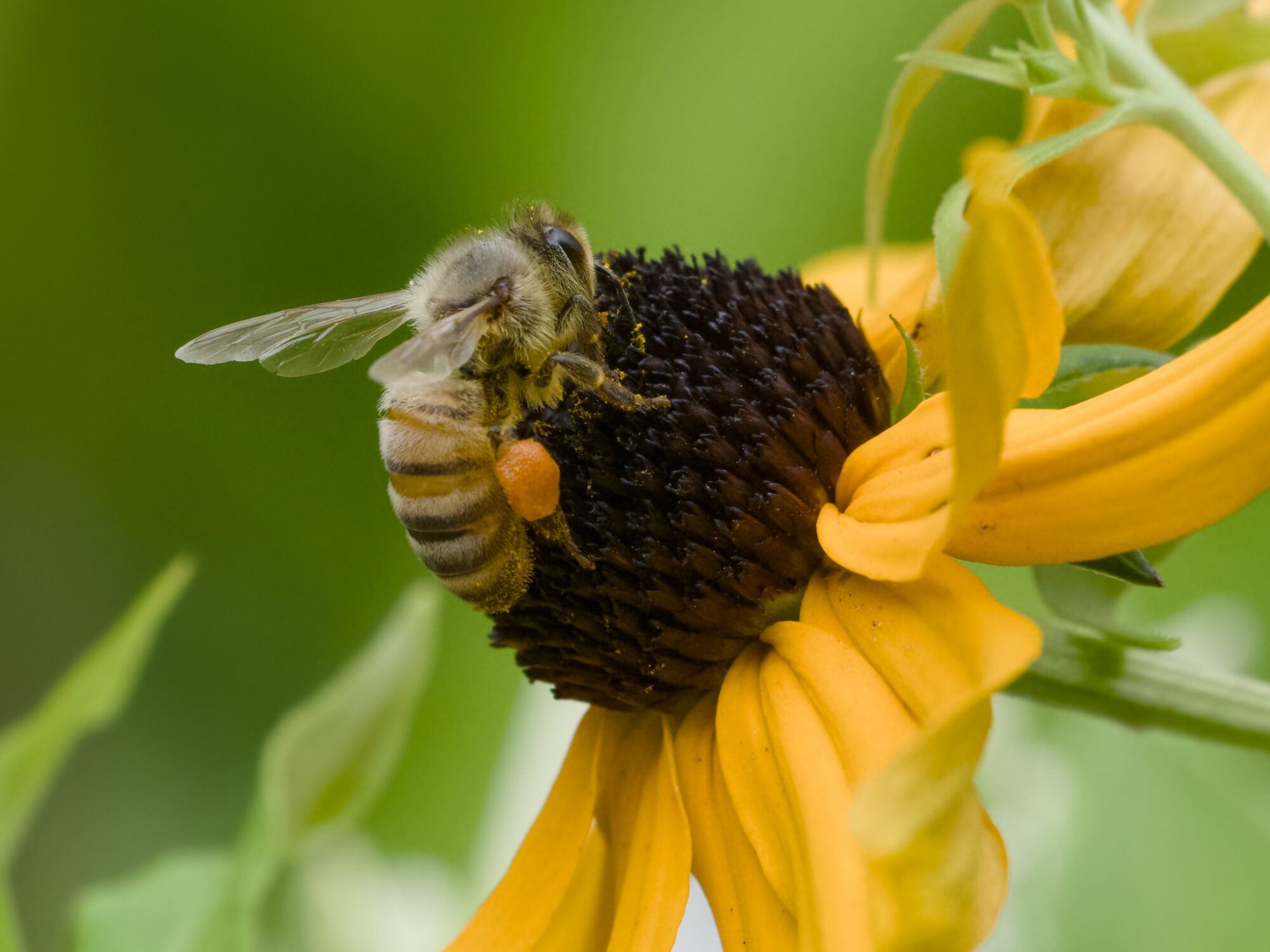A honeybee on a flower