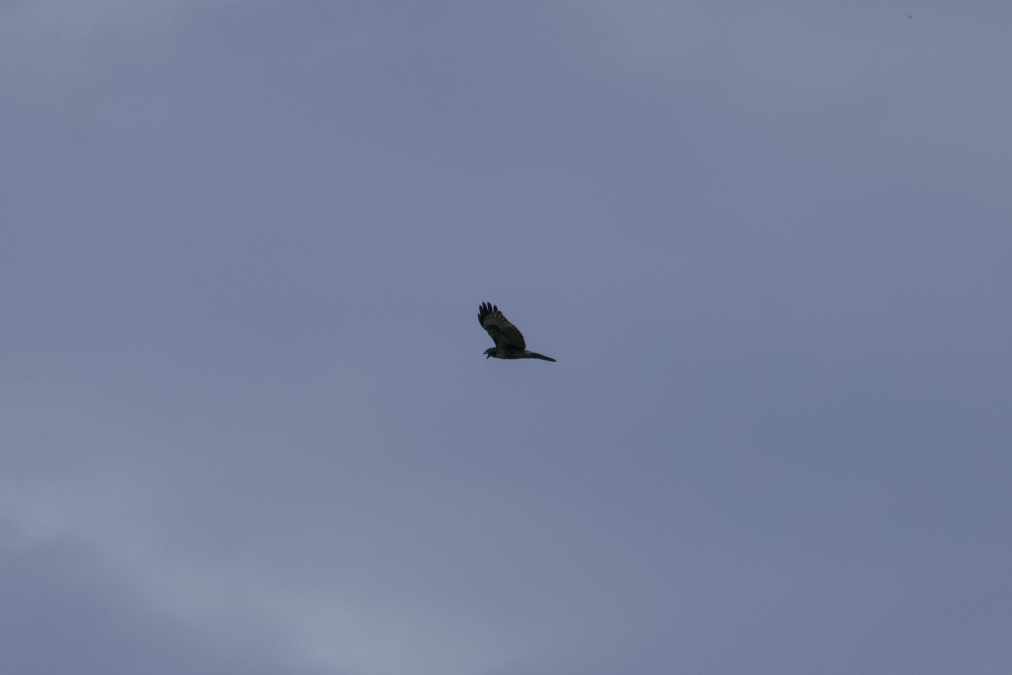 A raptor of some kind, high up, against an overcast sky. Its beak is open