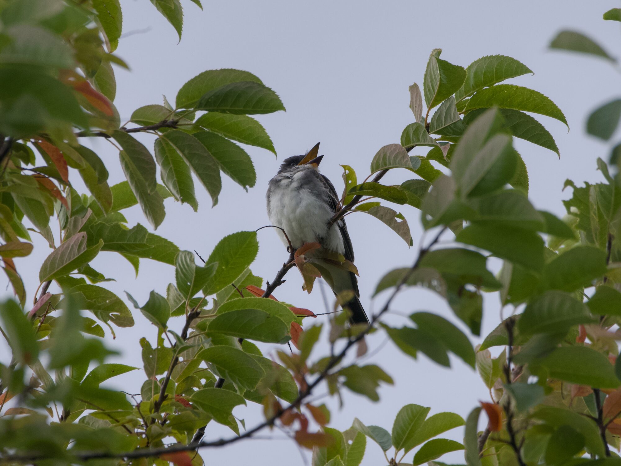 An Eastern Kingbird up in a tree