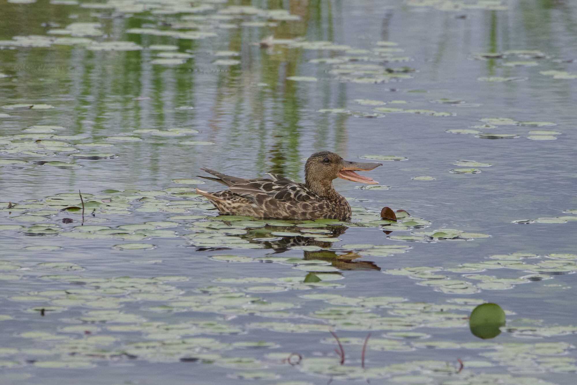 a female Northern Shoveler out in the water. Her bill is open