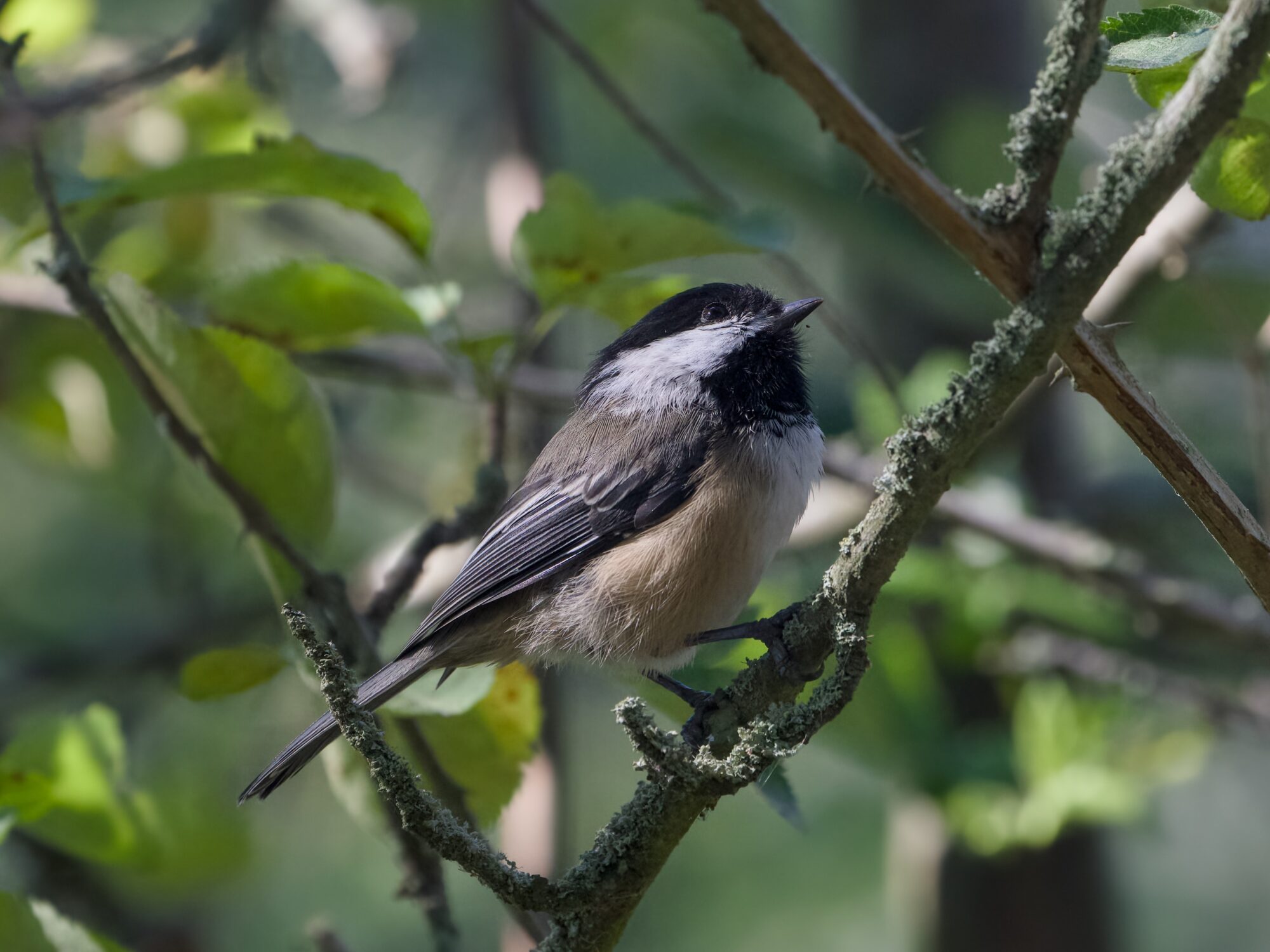 A Black-capped Chickadee sitting on a branch, looking up