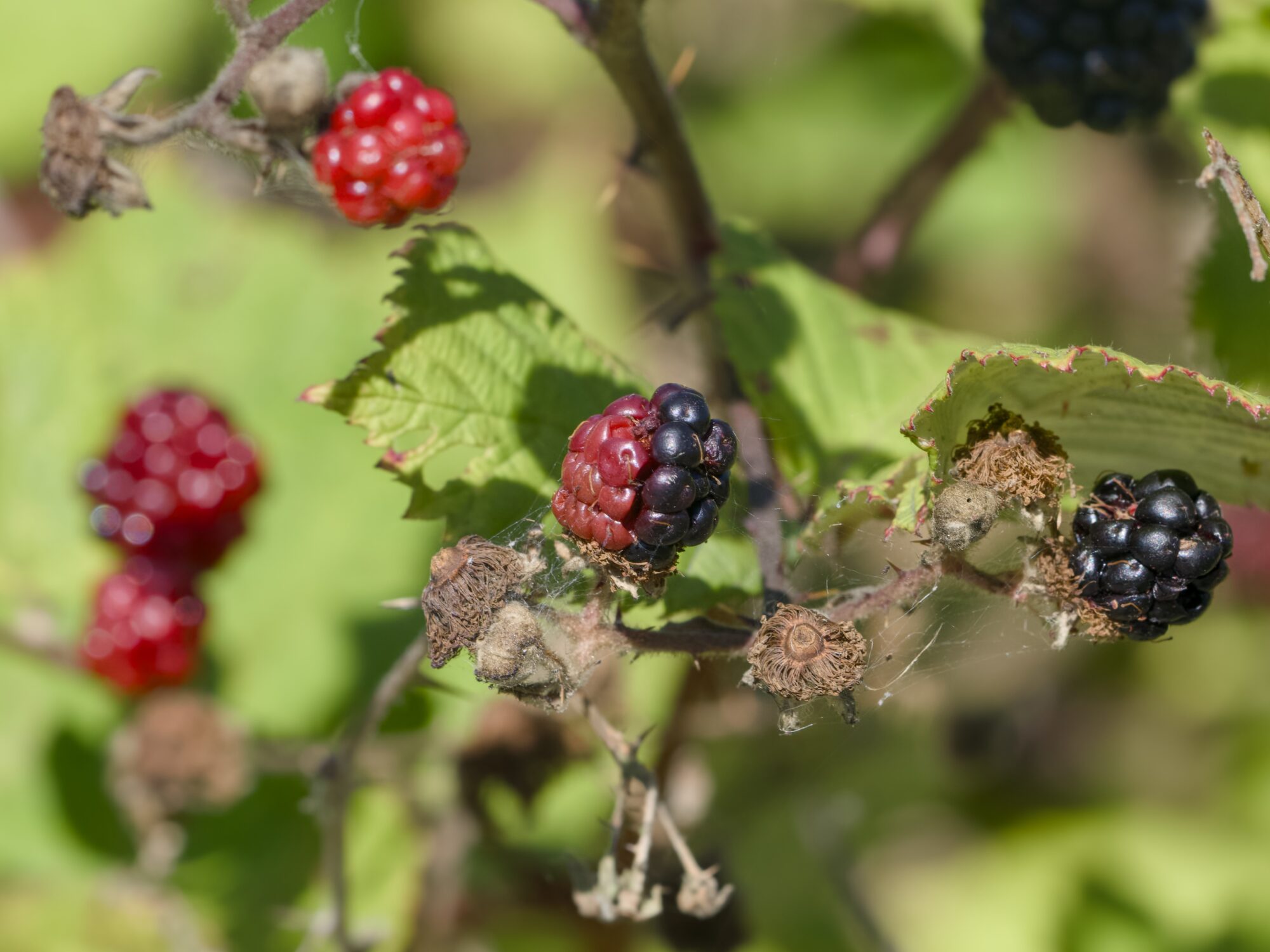 A berry in two colours, red and black