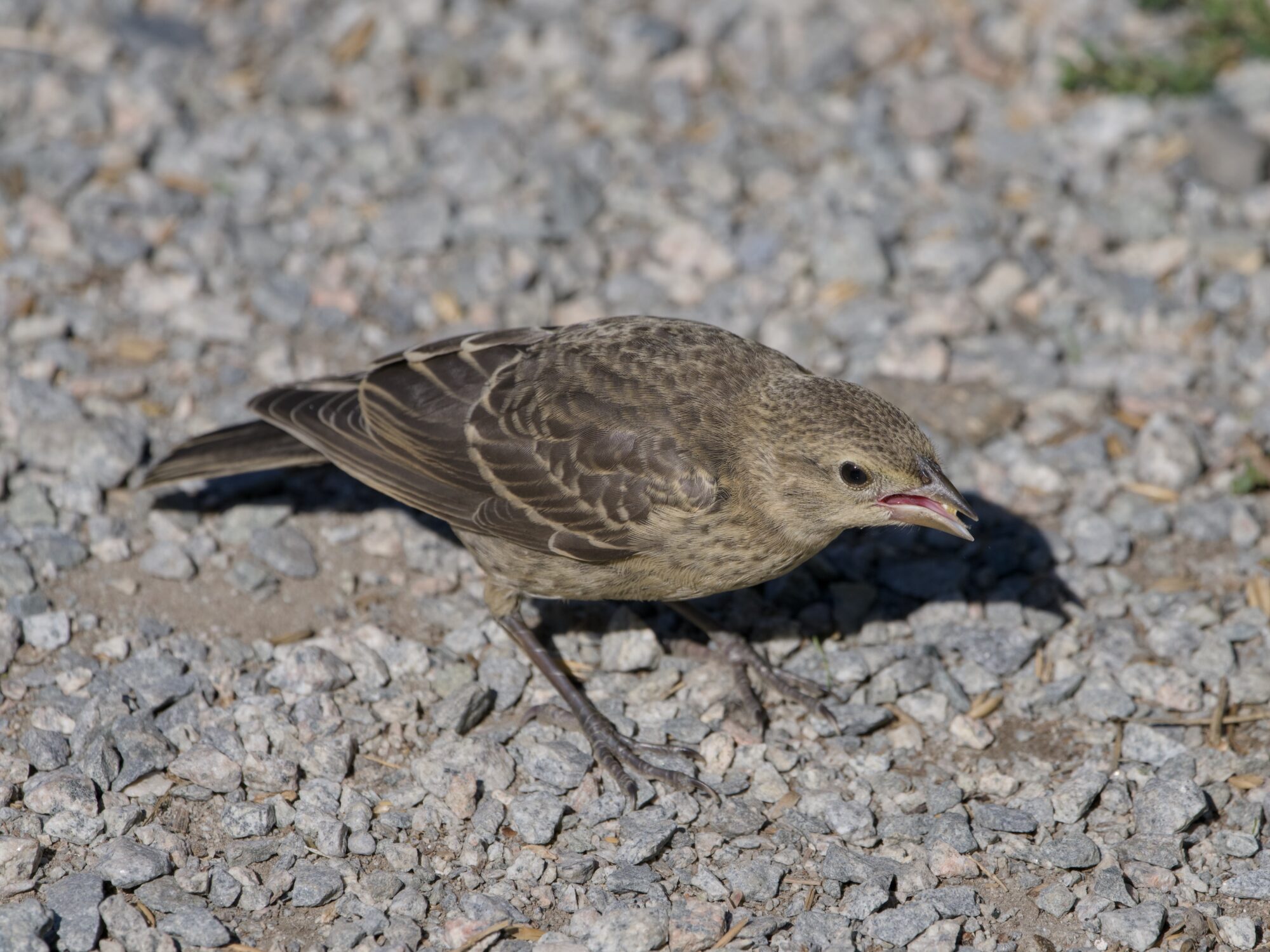 An immature Brown-headed Cowbird, on gravelly ground