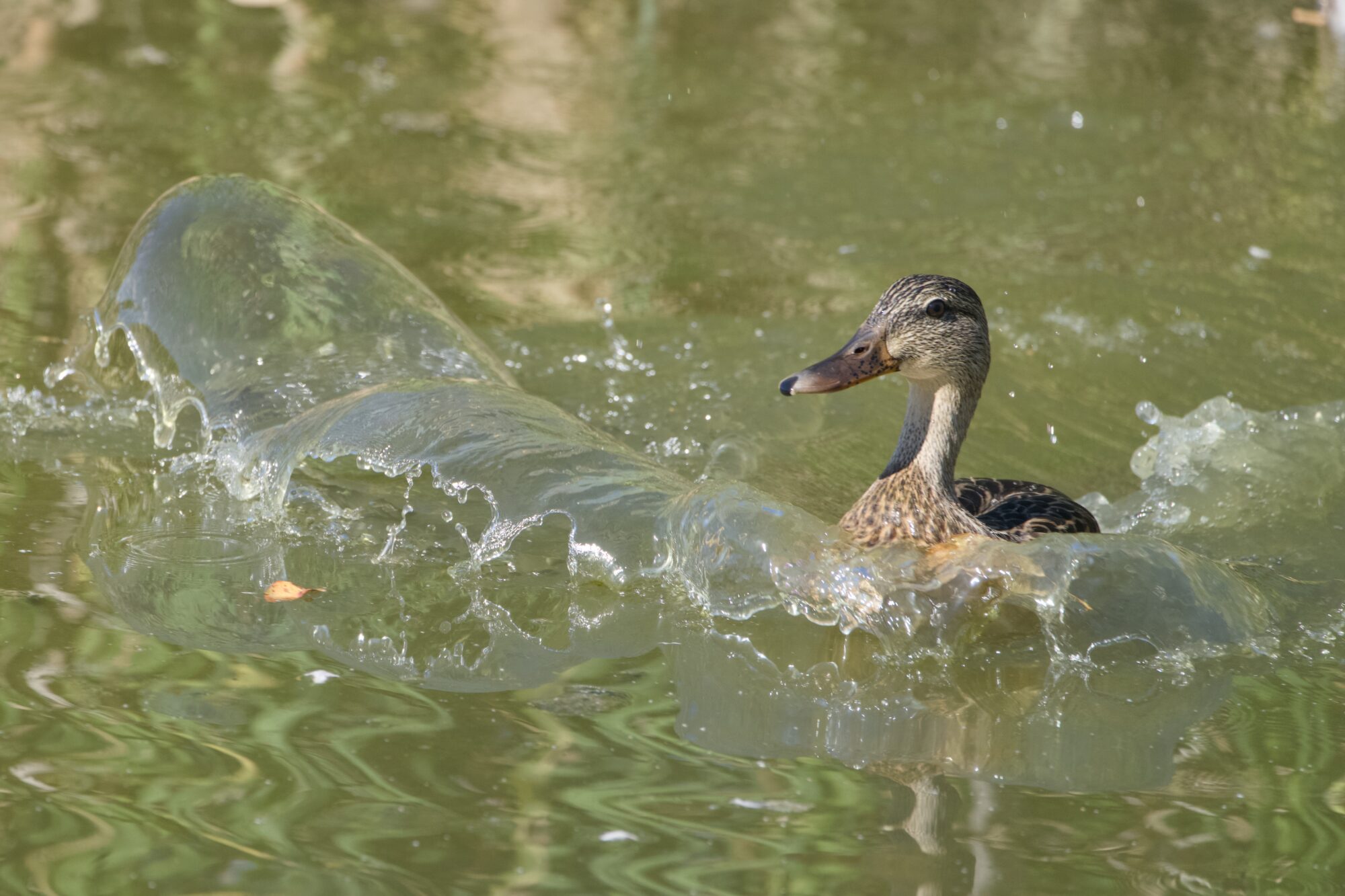 A Mallard duck landing on water, with a big splash