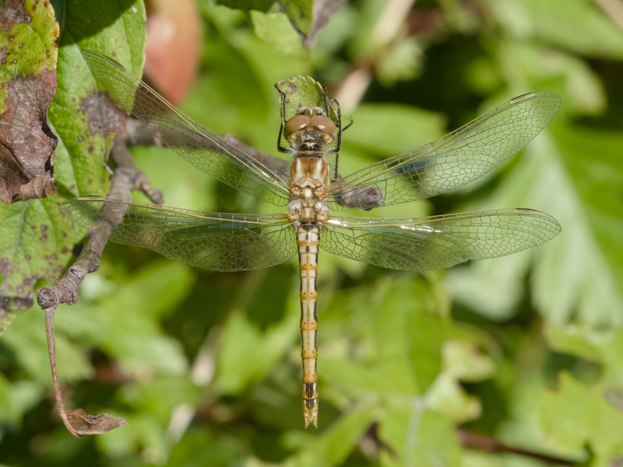 A gold and brown dragonfly