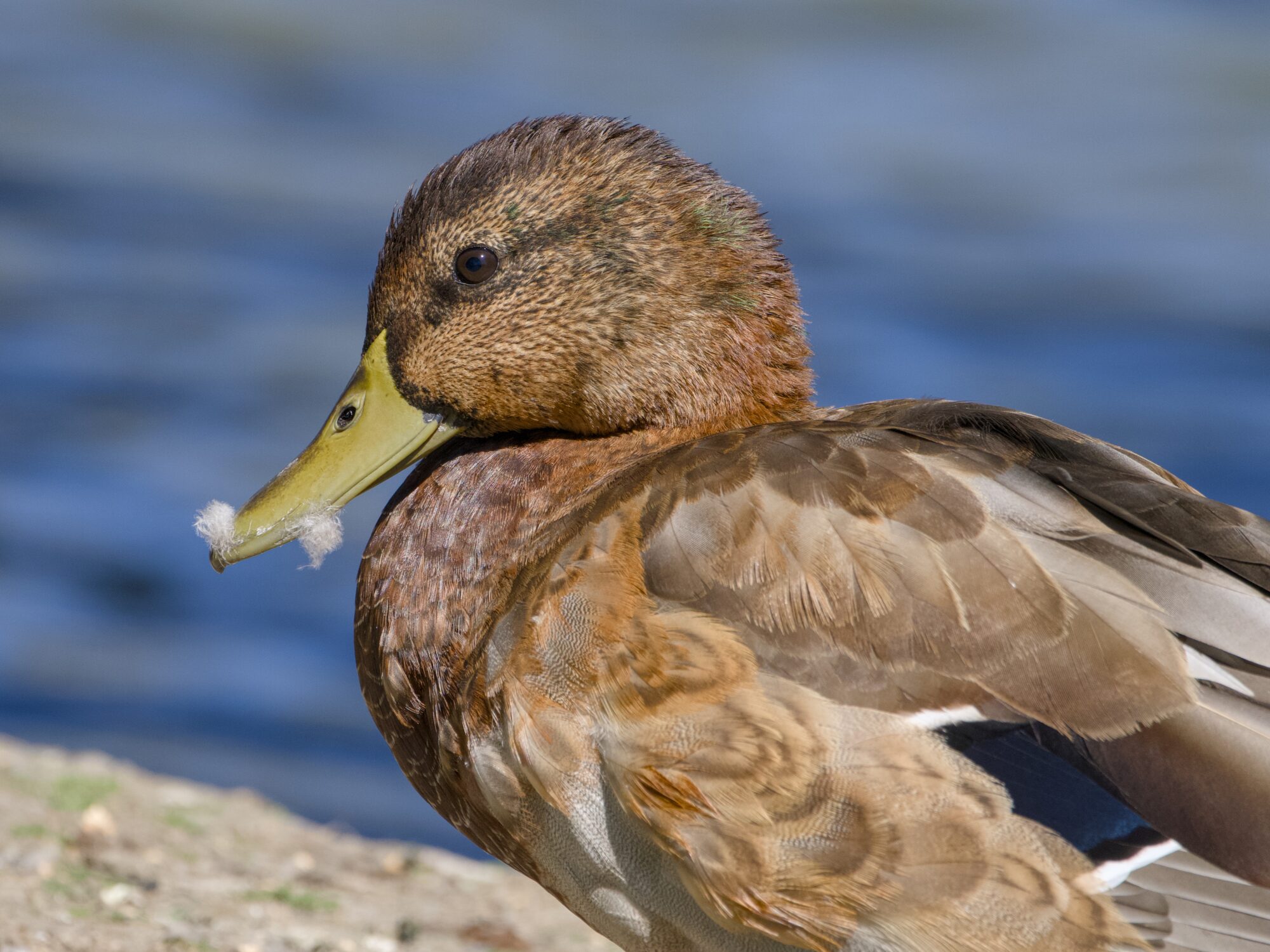 A male Mallard duck with a couple bits of fluff stiking to its bill. It is in eclipse plumage, and the brown head looks very dark and reddish