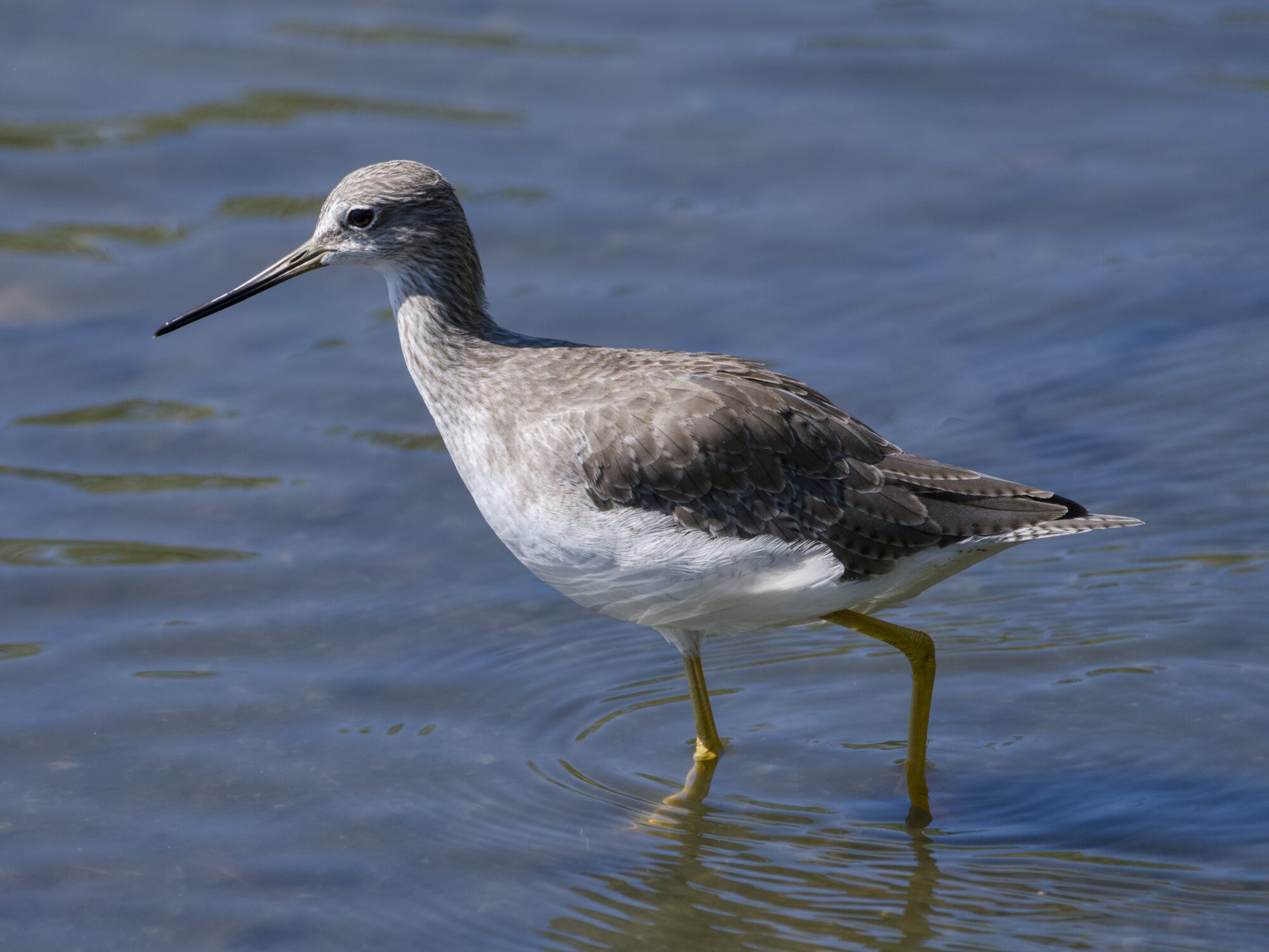 A Greater Yellowlegs up close, in shallow water