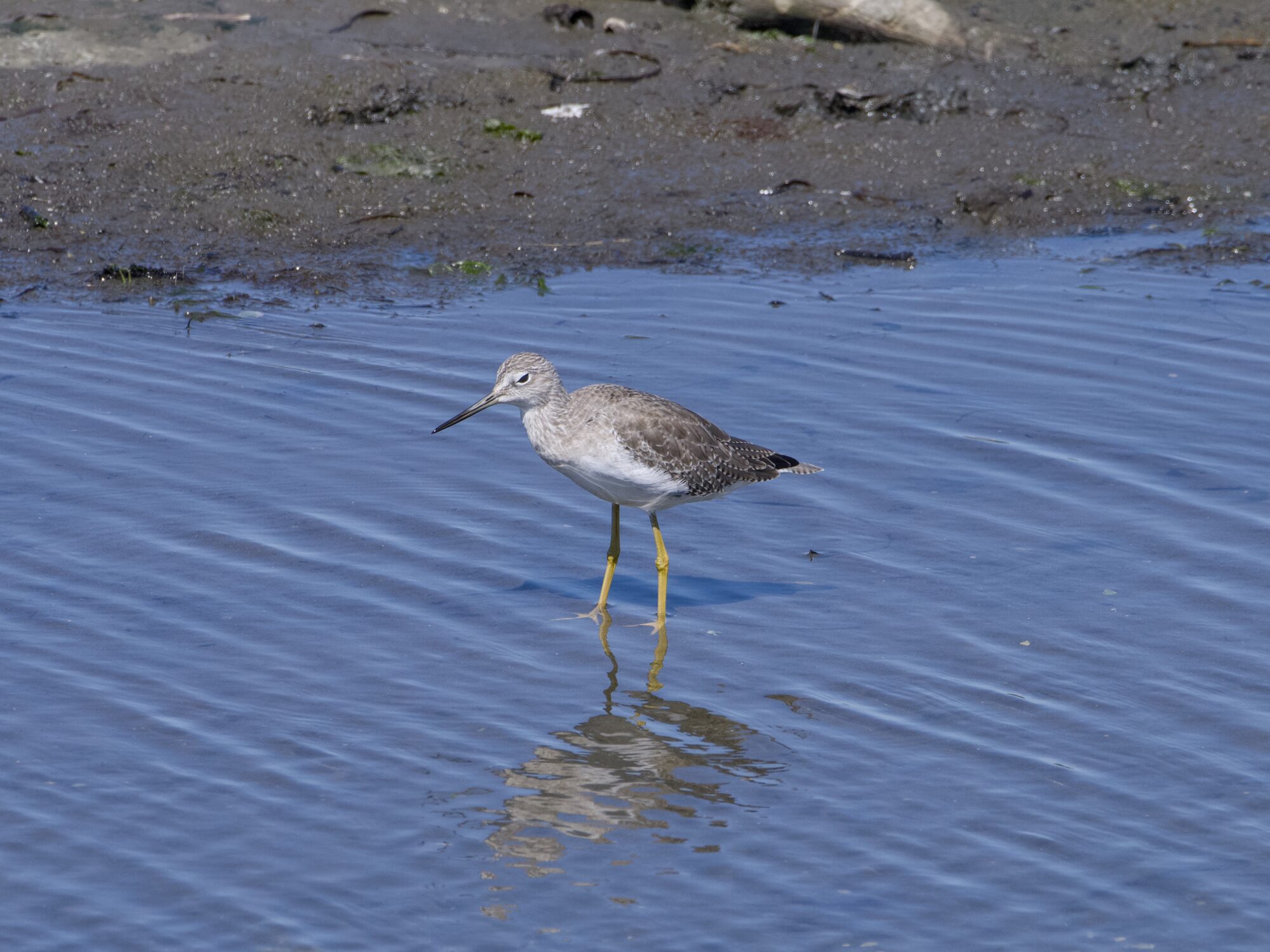 A Greater Yellowlegs in a little creek