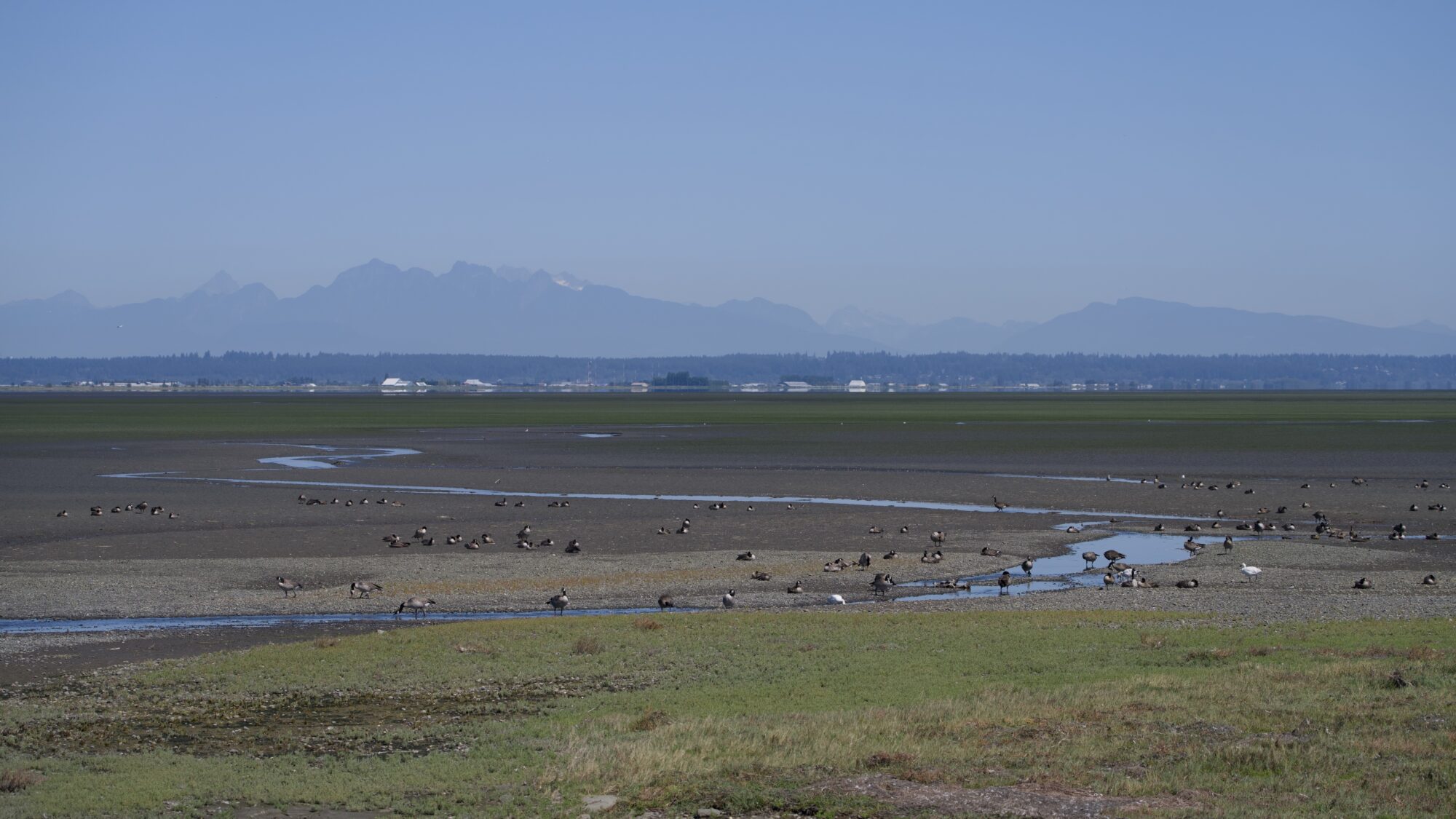 A bunch of Canada Geese out on the tidal flats