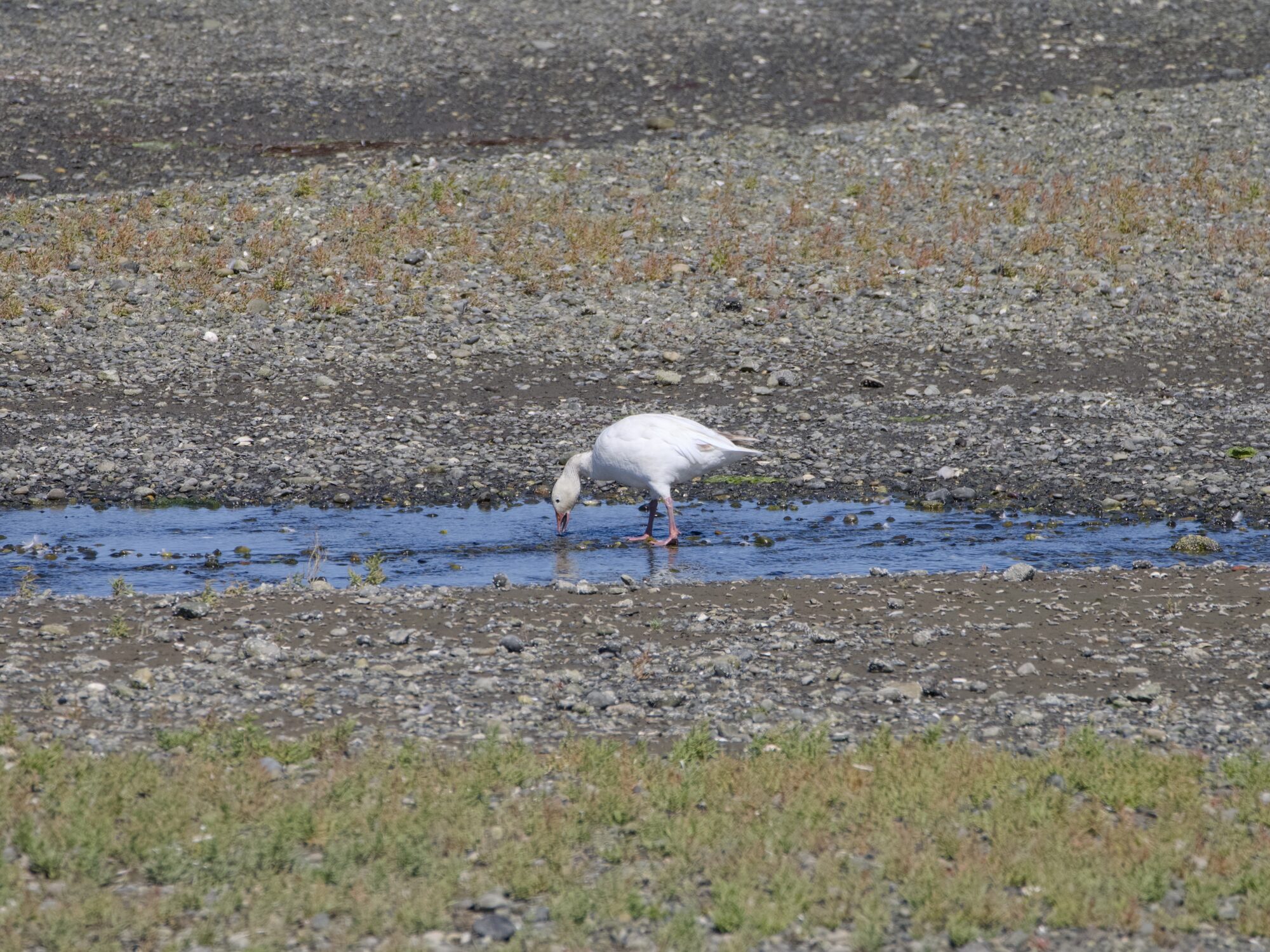 A single Snow Goose drinking water from a little tidal creek