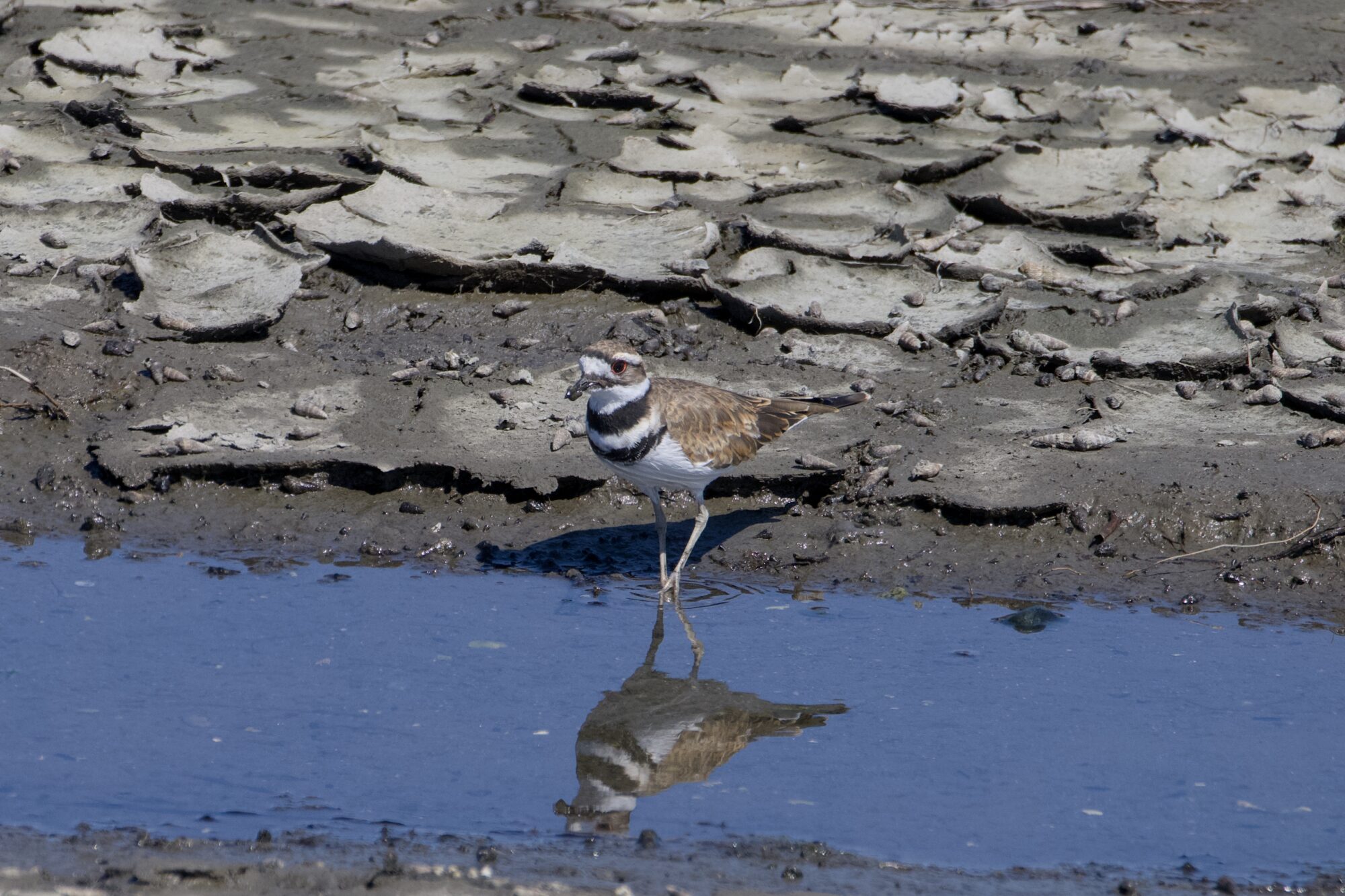 A Killdeer at the water's edge