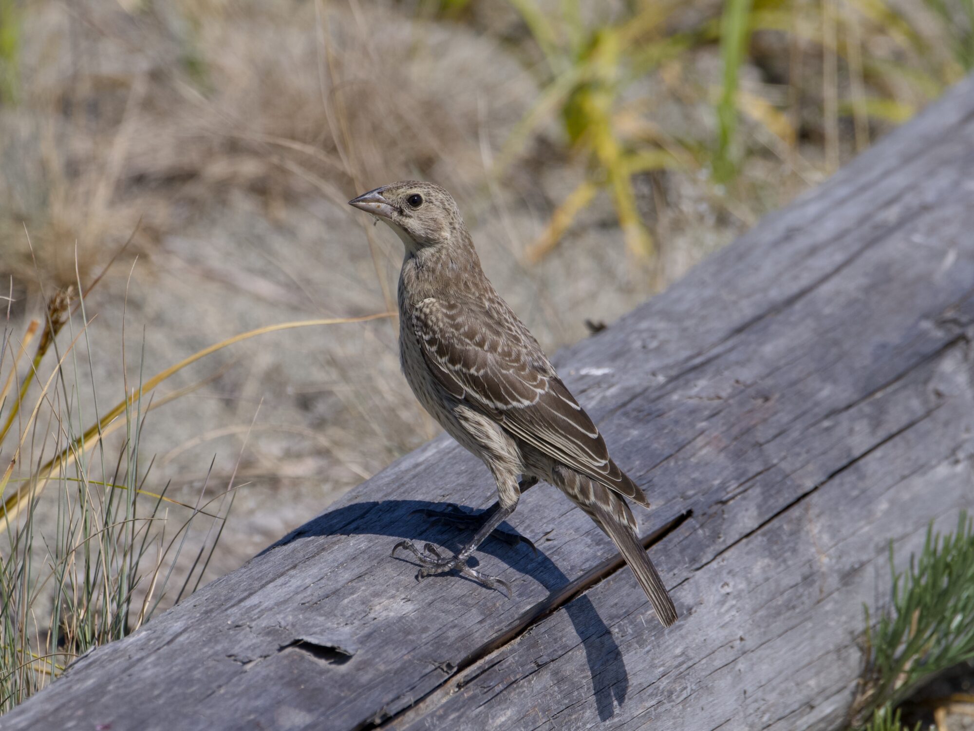An immature male Brown-headed Cowbird sitting on a log
