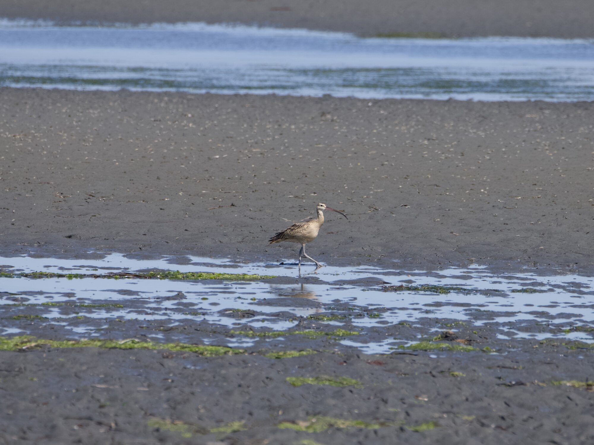 A Long-billed Curlew, way off in the distance on the tidal flats