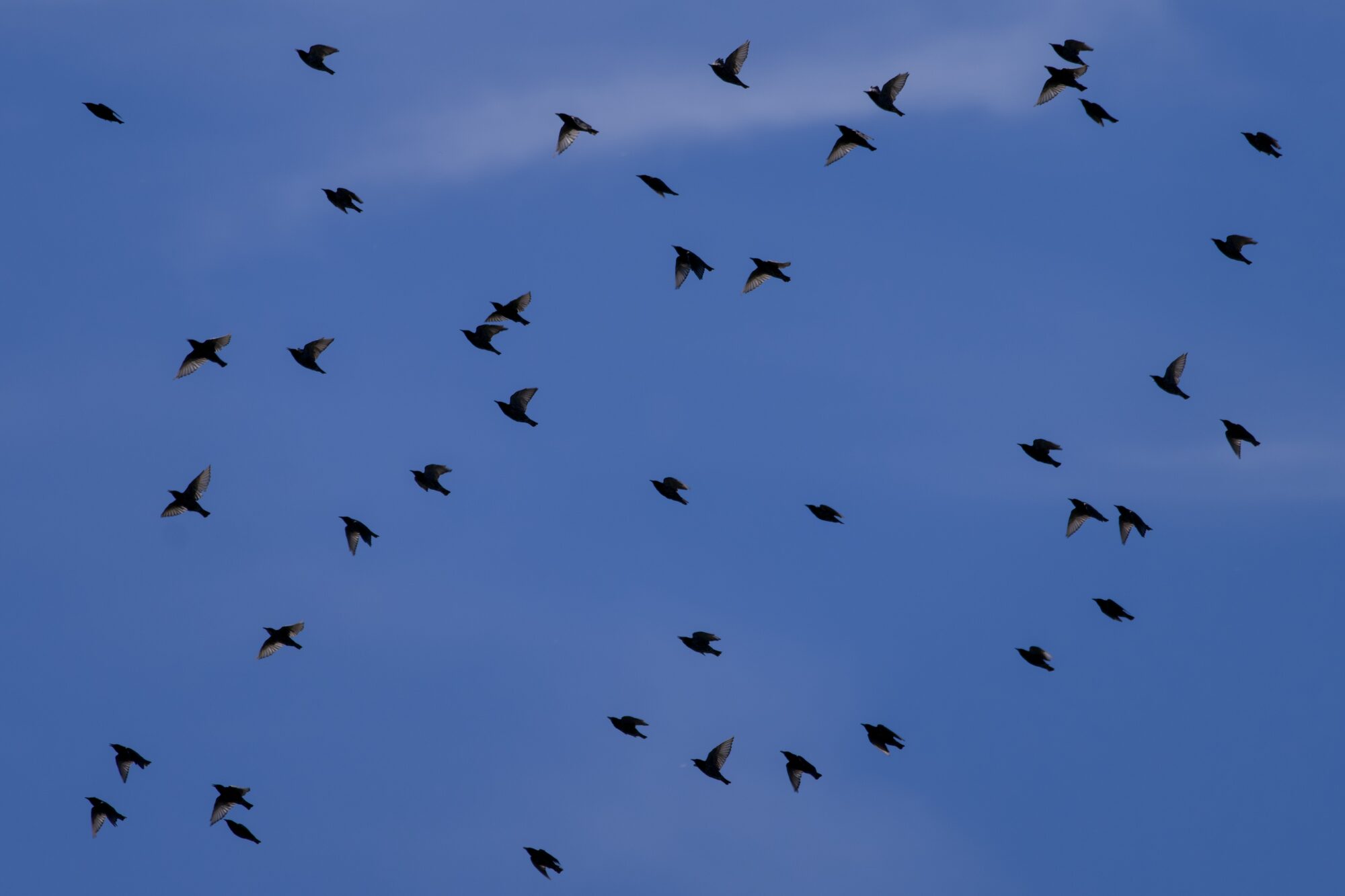 A bunch of starlings in flight against a mostly blue sky