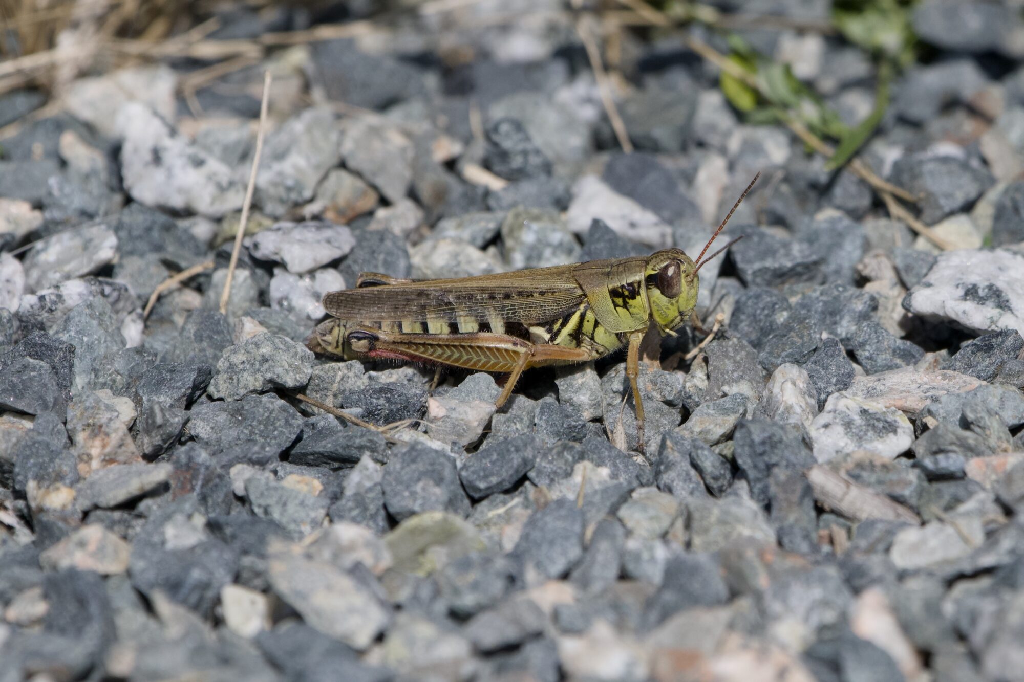 A pretty marbled grasshopper on the gravelly ground